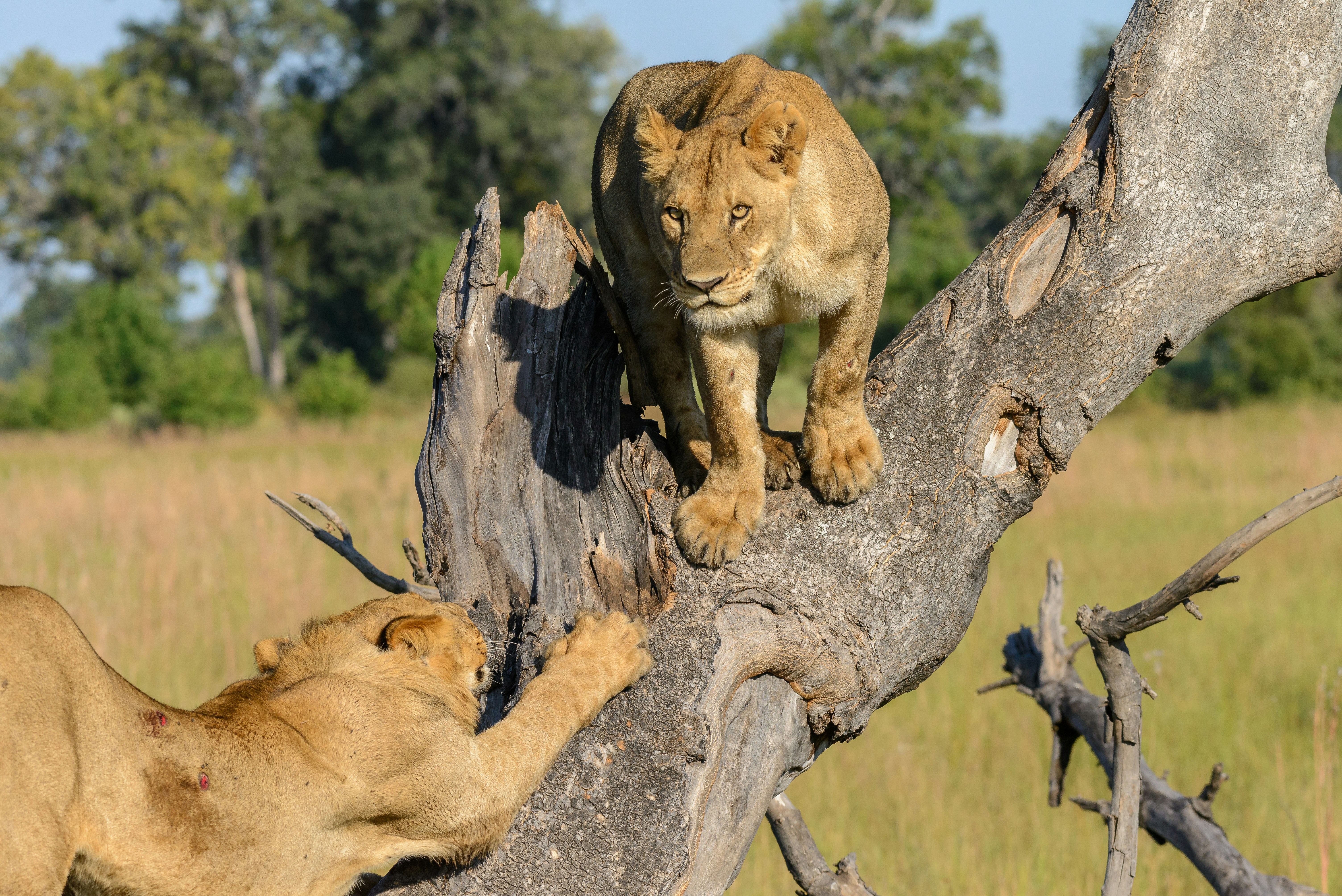 Hidden Gems of African Safari