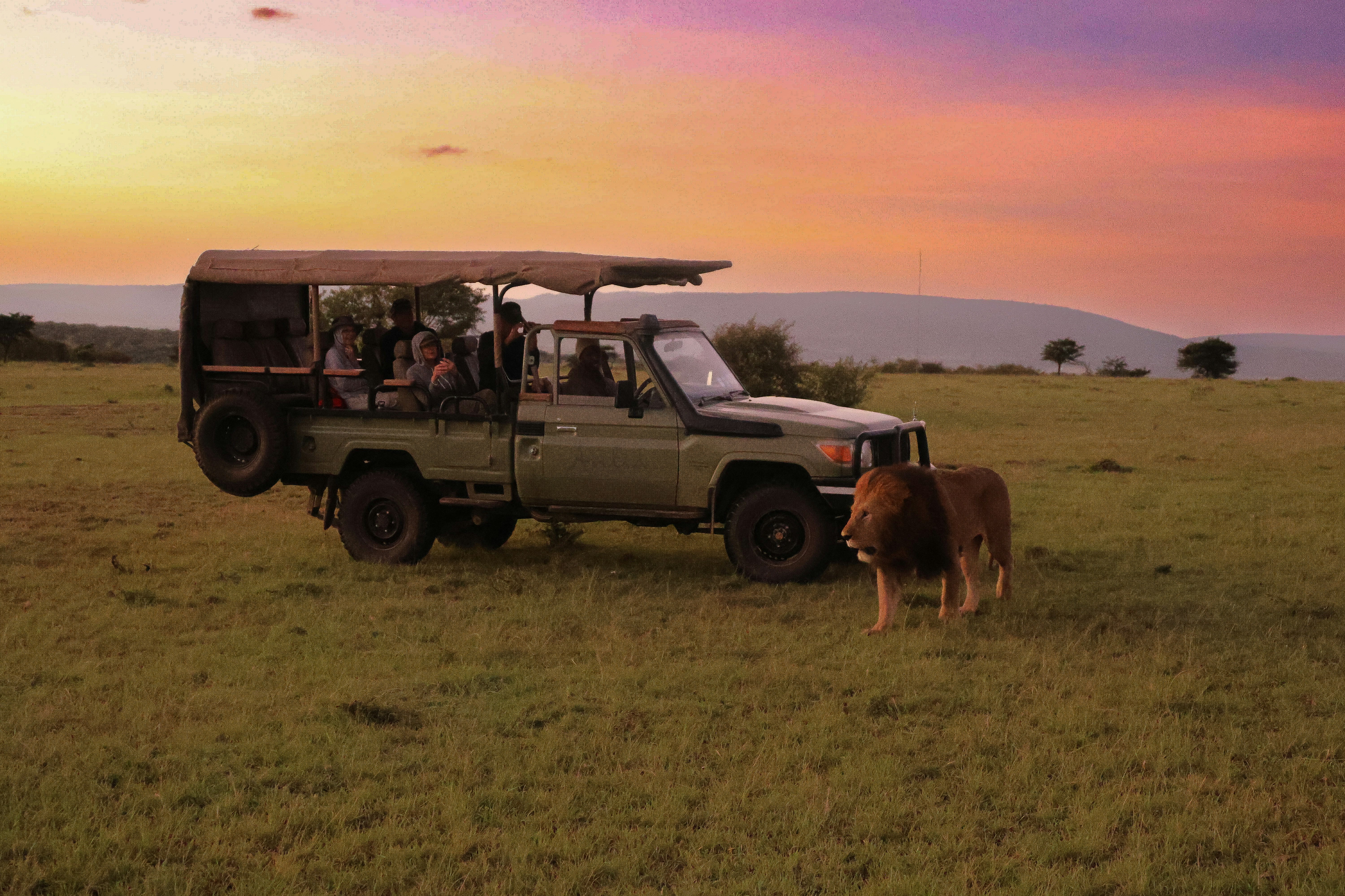 Wildlife Safari — Private game drives in Kenya's greatest reserves — Maasai Mara, Amboseli, Samburu and Nakuru. — Esiankiki Tours