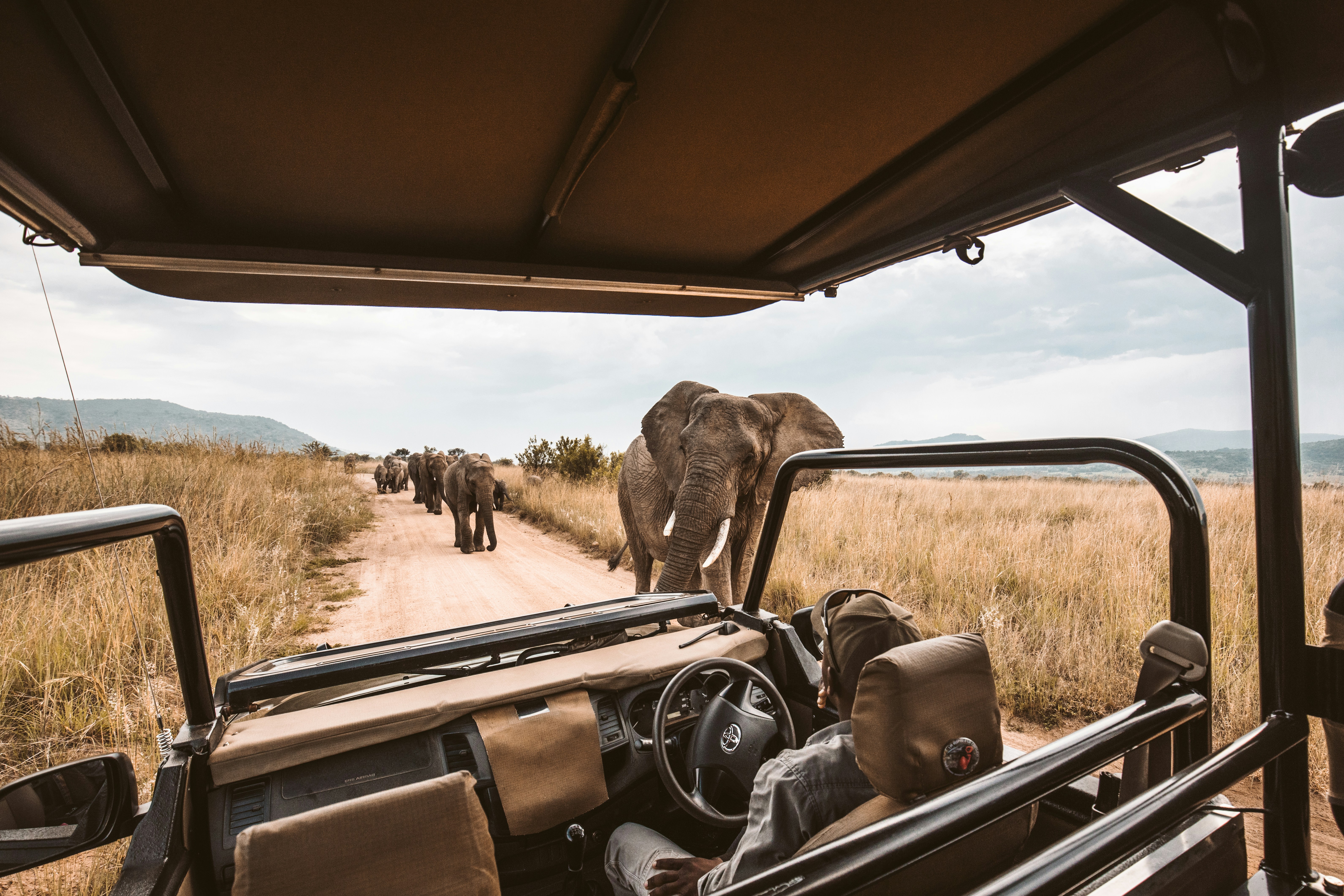 Laikipia safari — Conservancies, wild dogs and northern Kenya wilderness — Esiankiki Tours