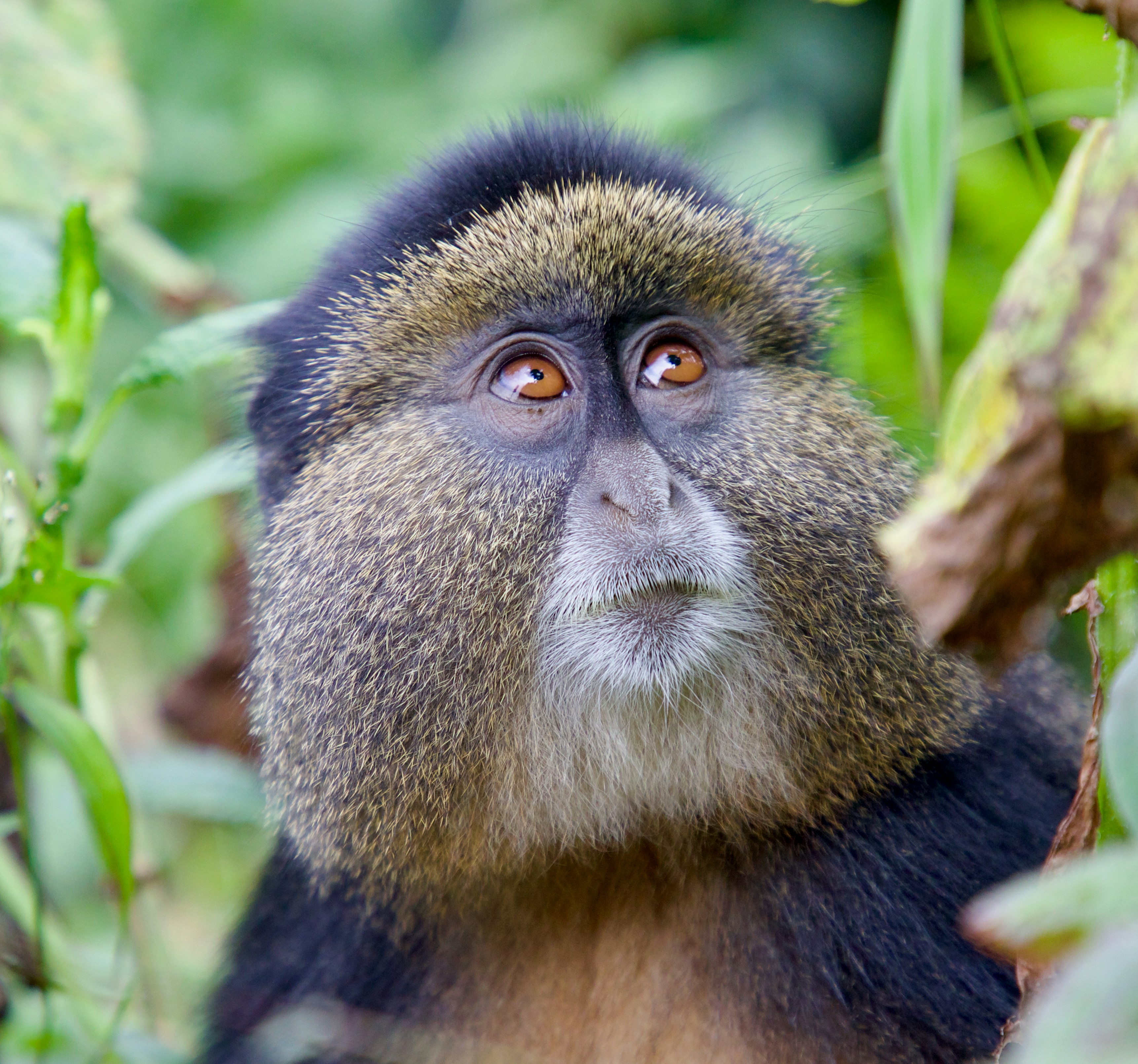 Rwanda Gorillas