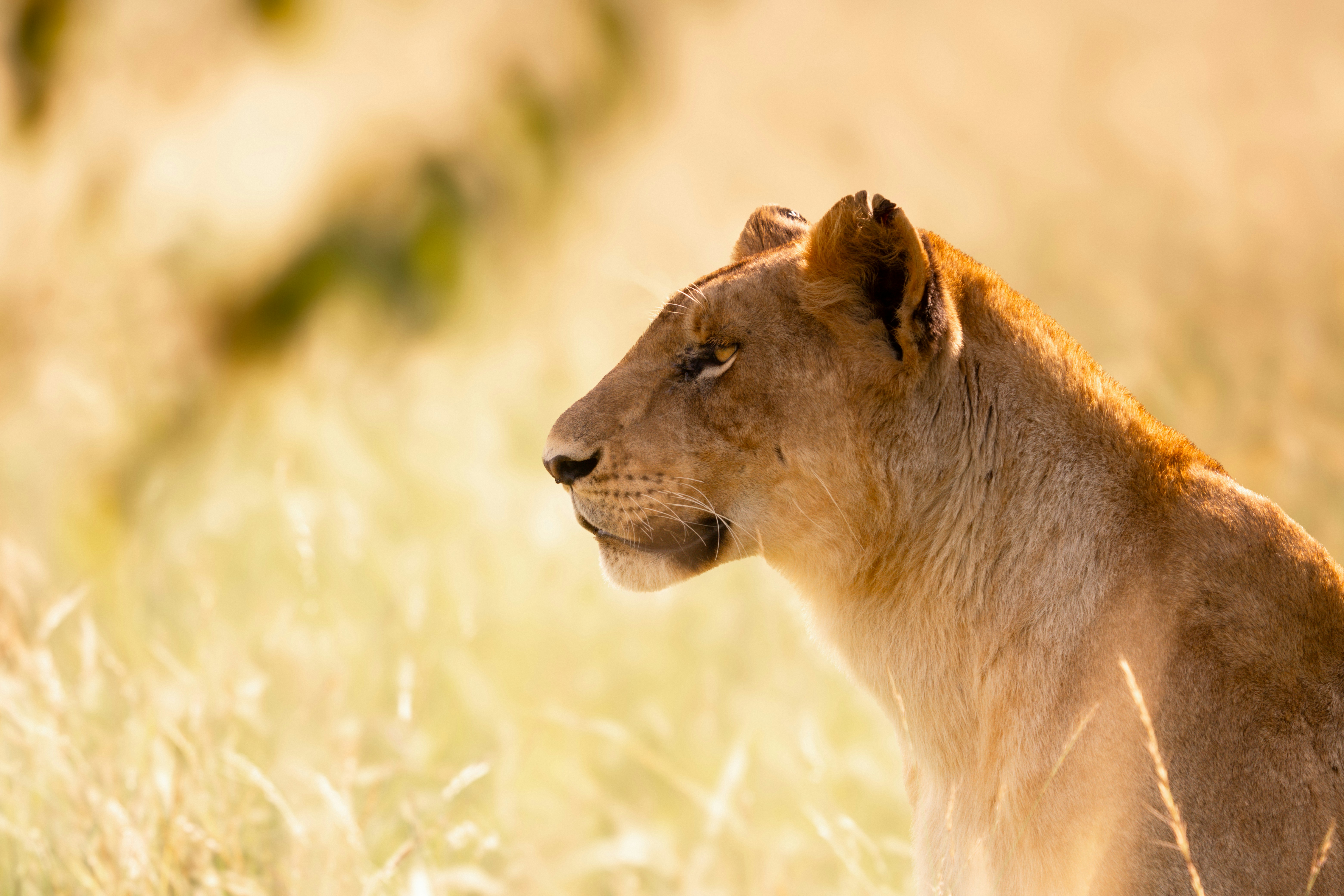 Kenya — Esiankiki Tours