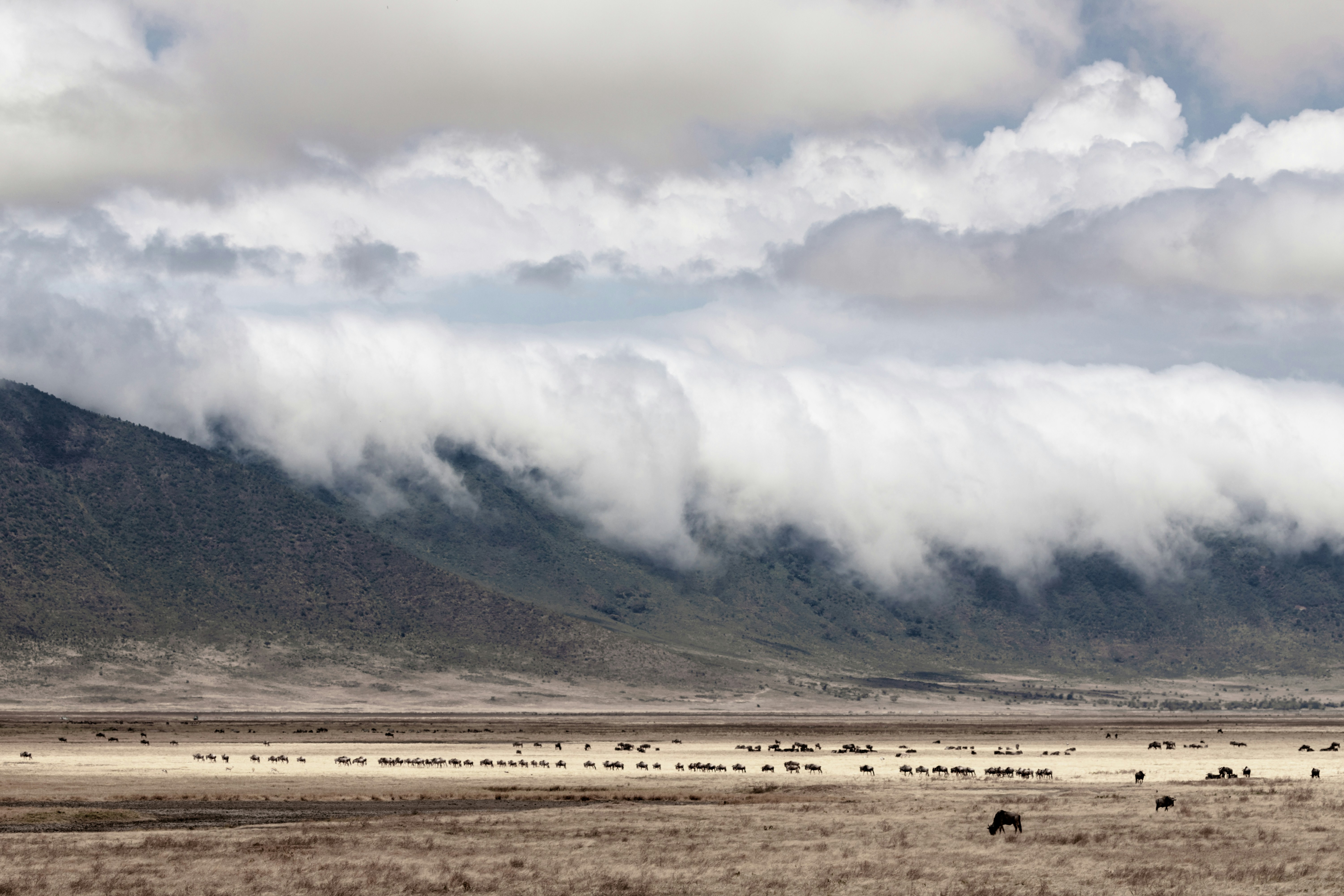 Tanzania safari — Serengeti, Ngorongoro Crater and Kilimanjaro — Esiankiki Tours