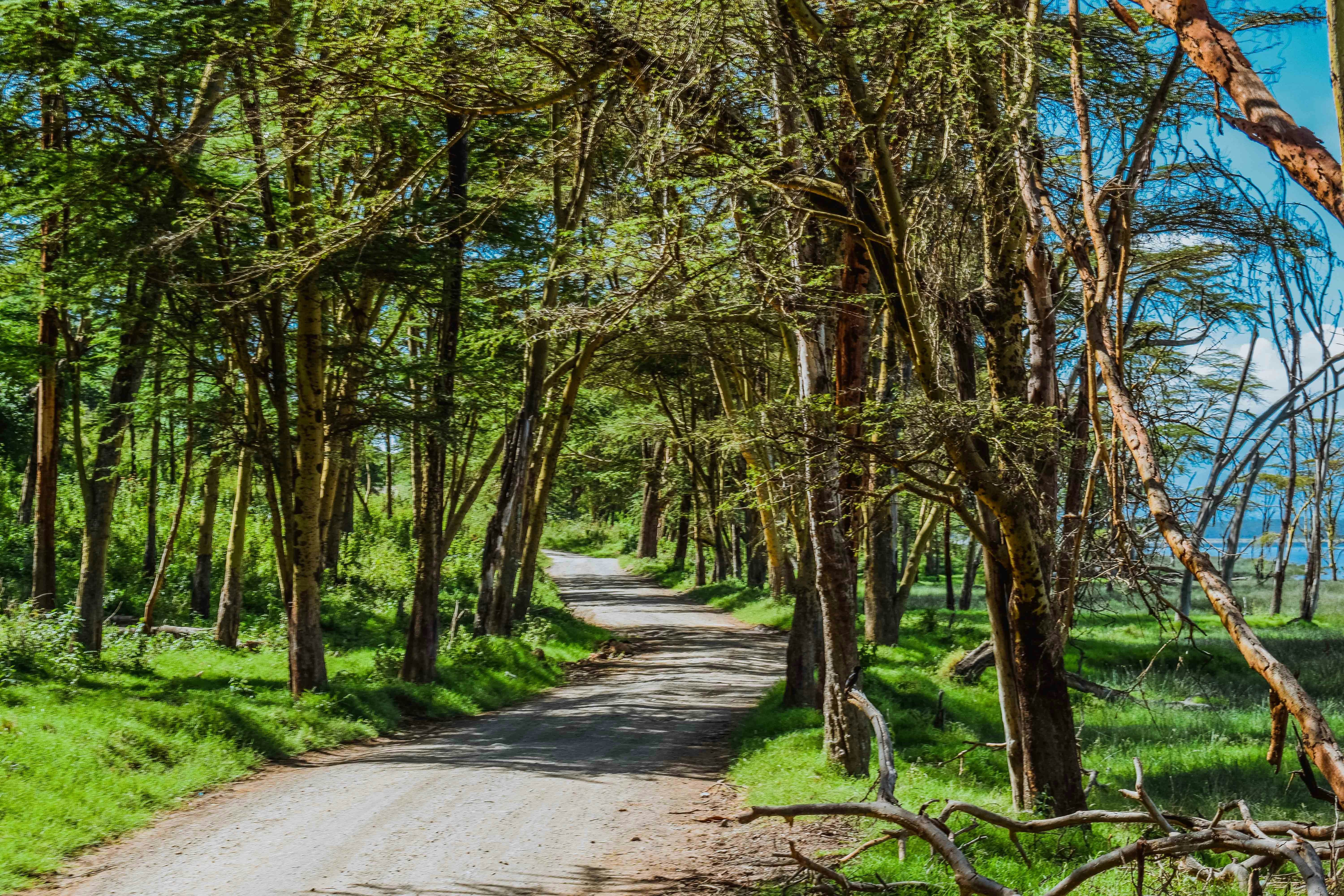 Uganda safari — Gorilla trekking in Bwindi, chimps and the Nile — Esiankiki Tours