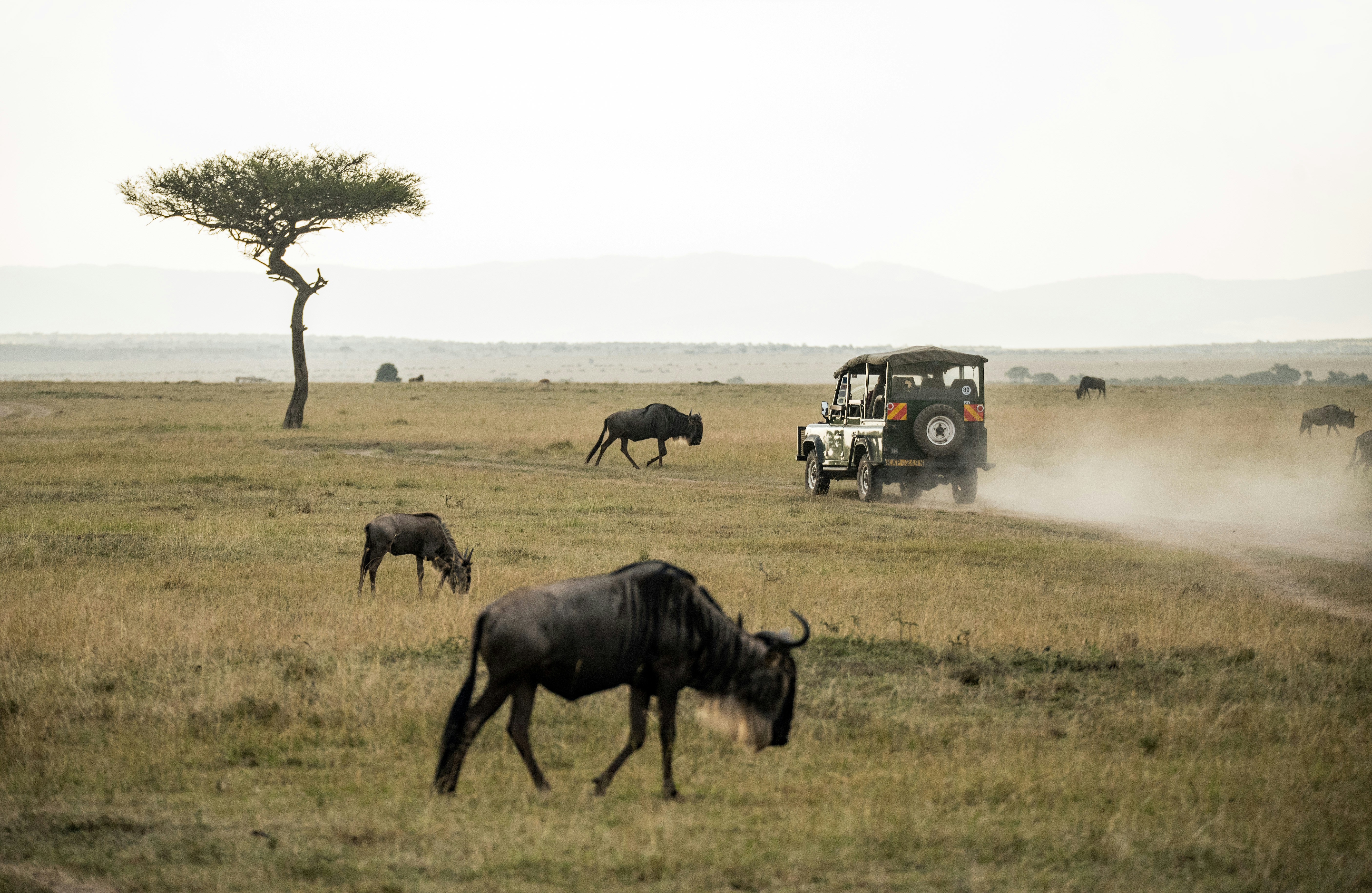 Classic Maasai Mara Safari — Kenya — Esiankiki Tours