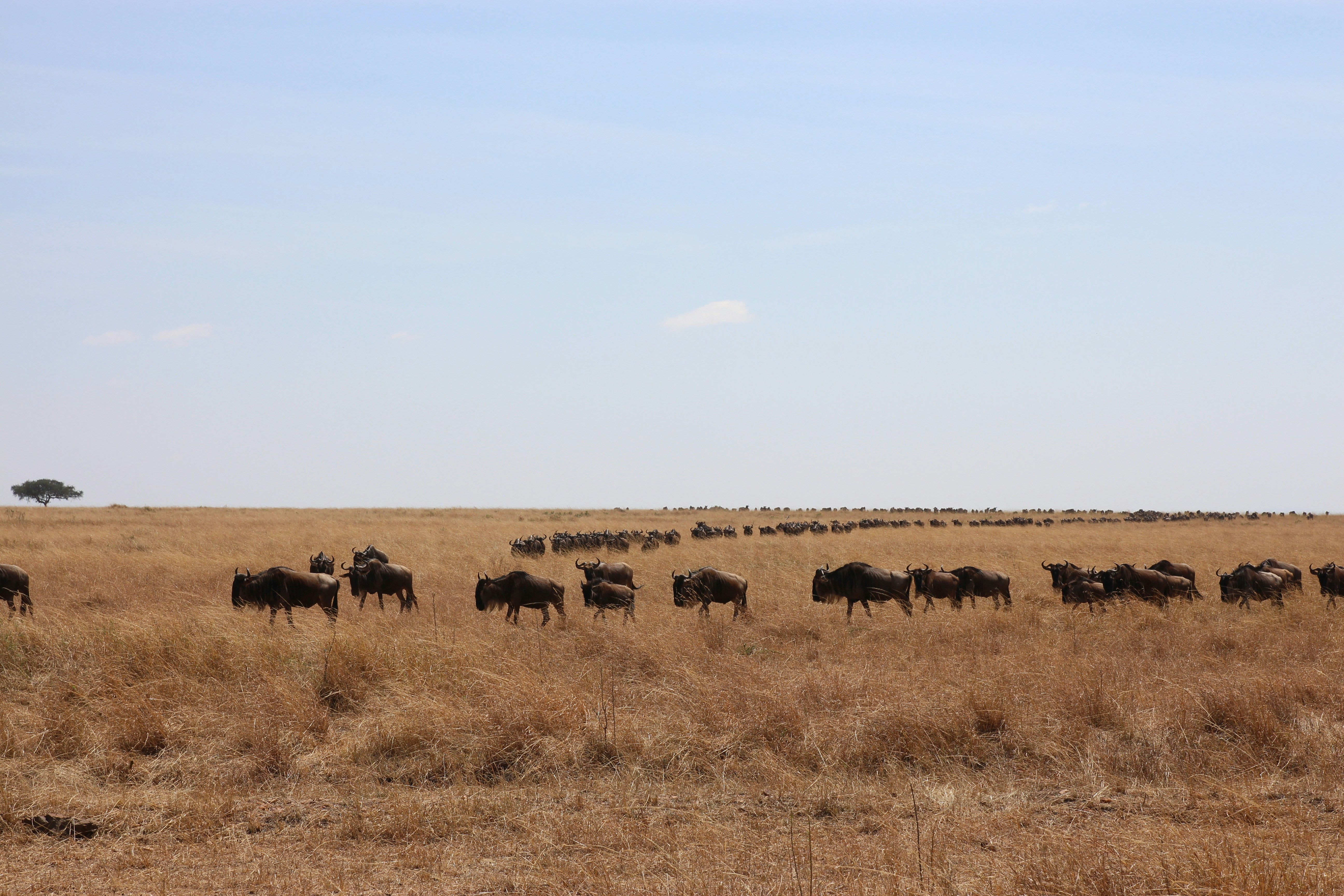 Maasai Mara safari — Kenya's greatest wildlife reserve — home of the Great Migration — Esiankiki Tours