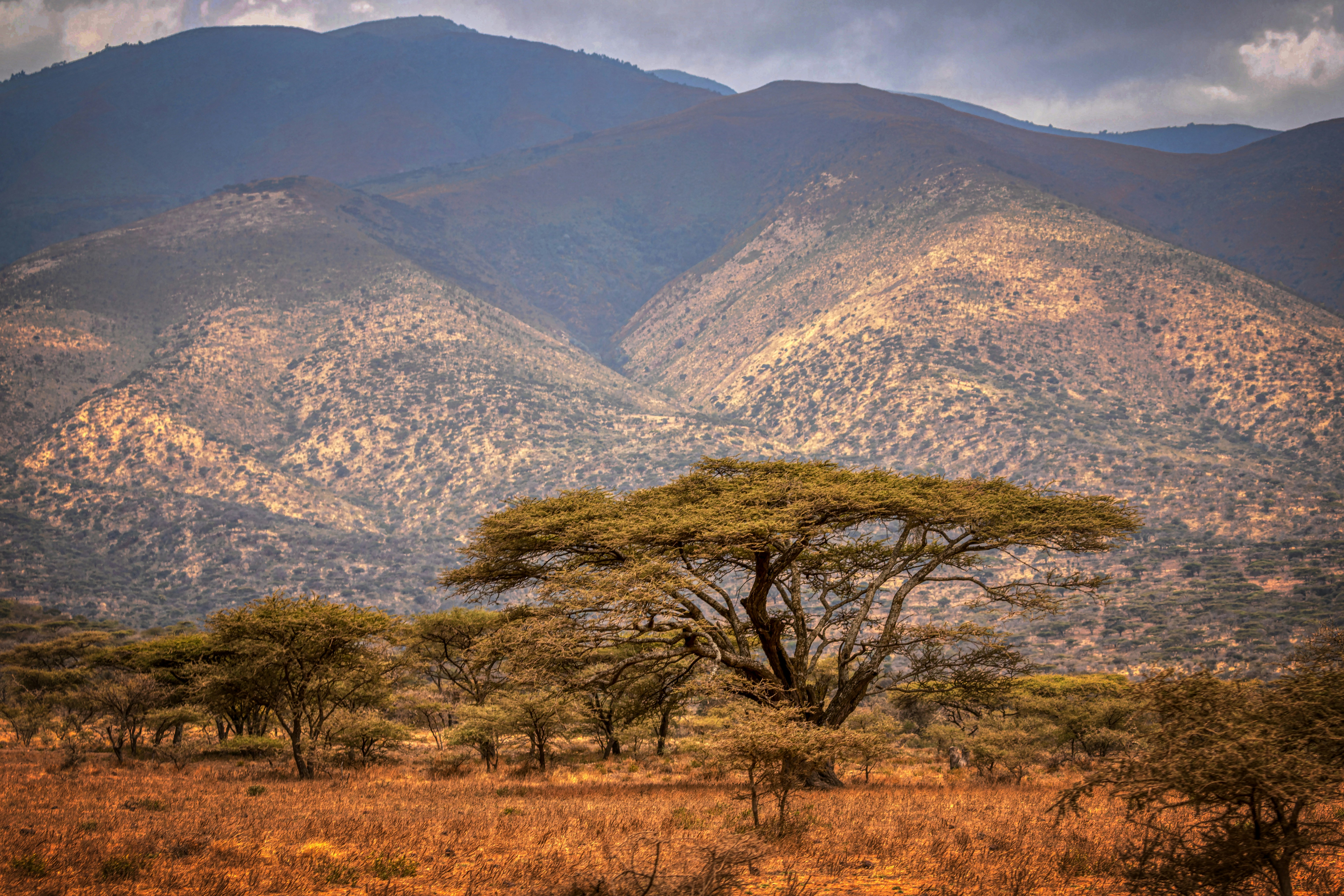 Laikipia safari — Conservancies, wild dogs and northern Kenya wilderness — Esiankiki Tours