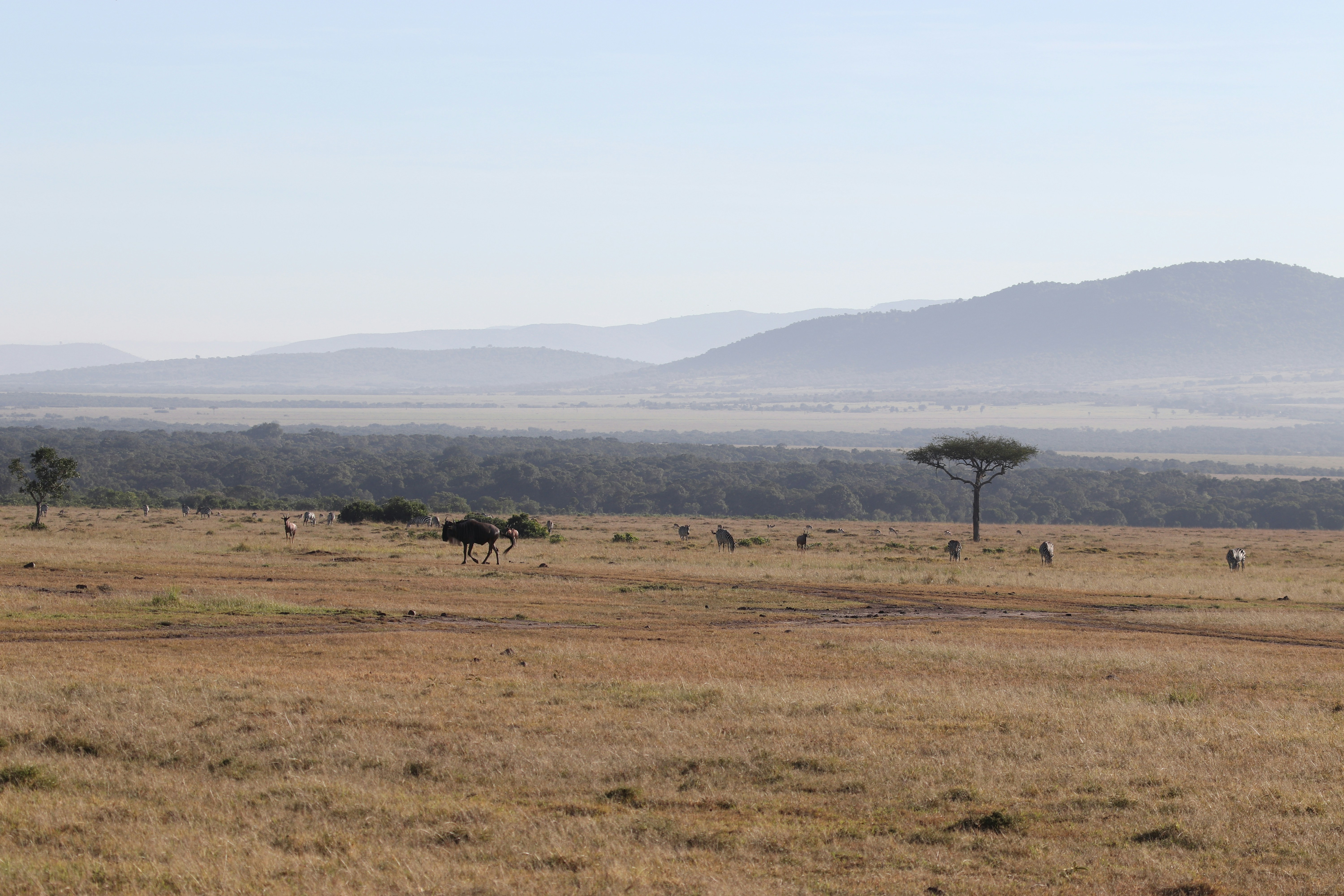 Tsavo safari — Kenya's largest national park — red elephants and wild spaces — Esiankiki Tours