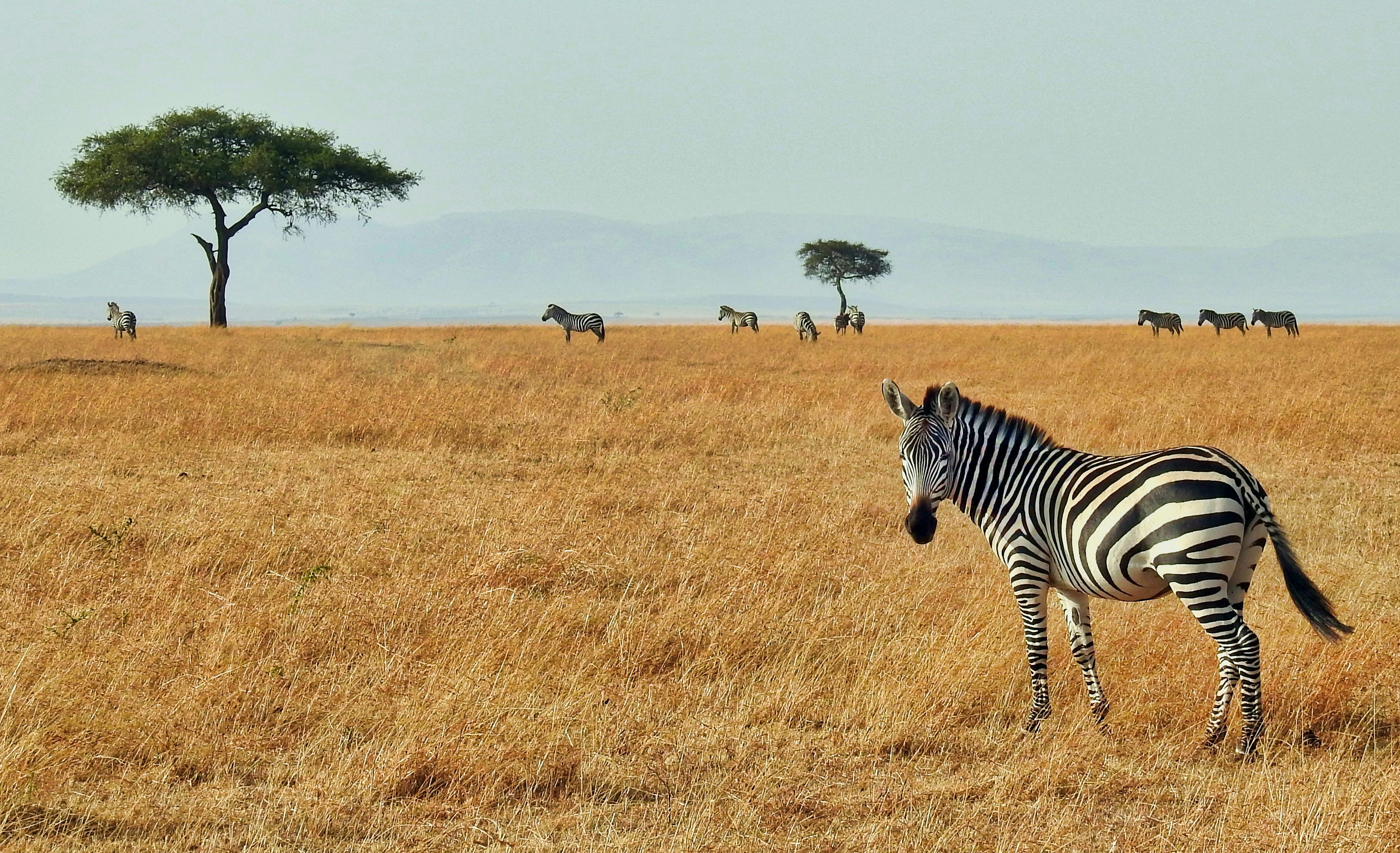 Samburu safari — The Special Five in Kenya's wild north — Esiankiki Tours