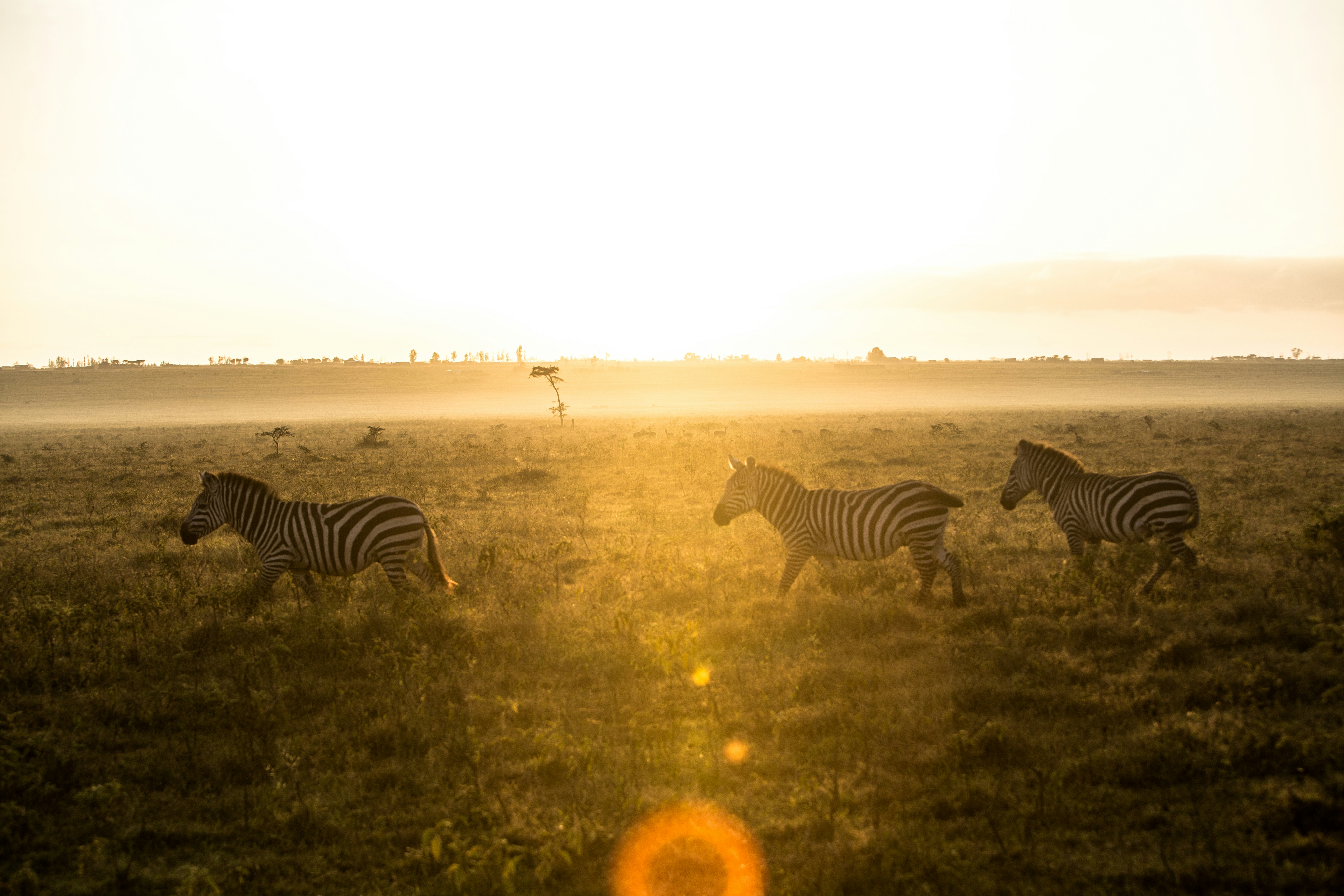 Maasai Mara safari — Kenya's greatest wildlife reserve — home of the Great Migration — Esiankiki Tours