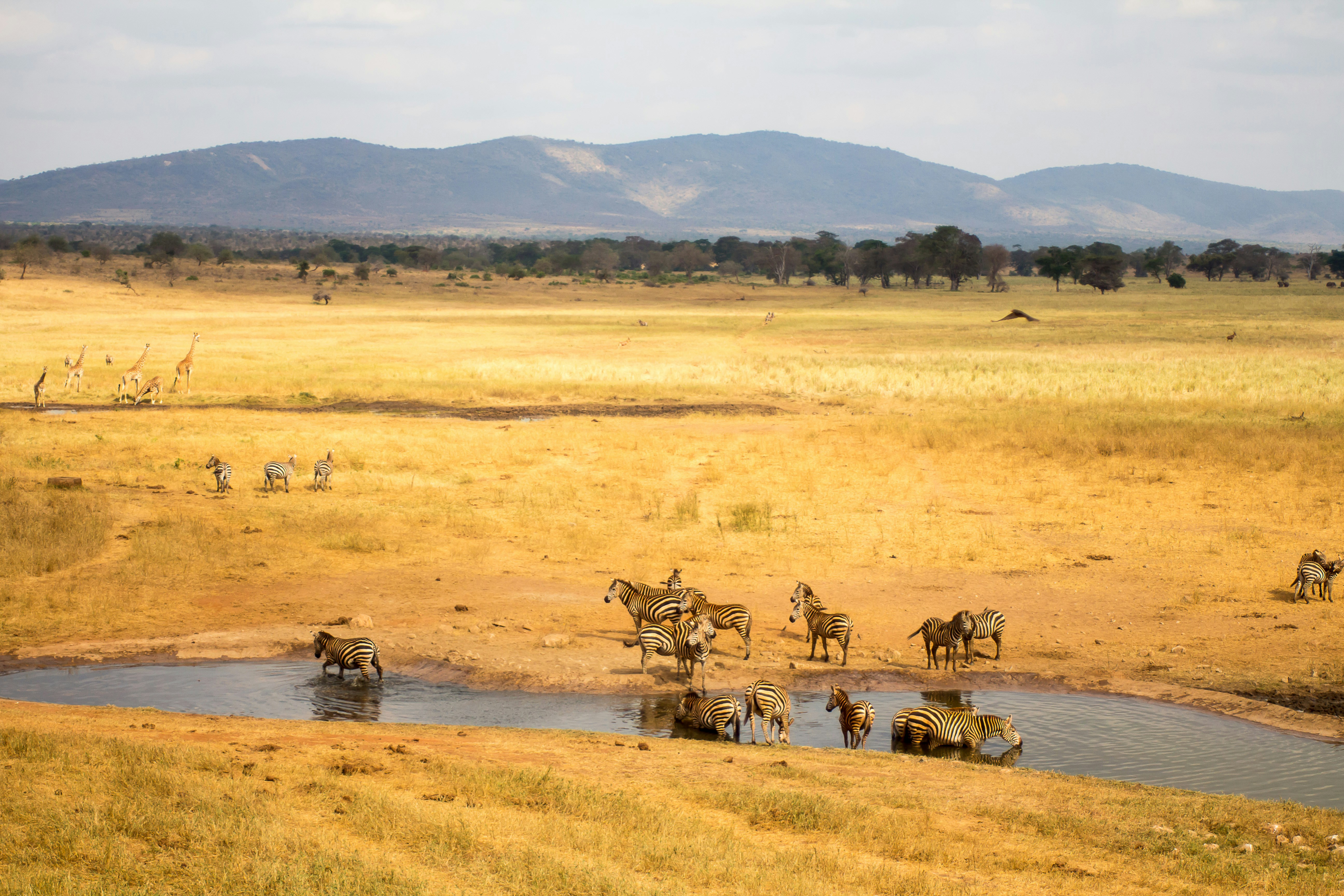 Tsavo safari — Kenya's largest national park — red elephants and wild spaces — Esiankiki Tours