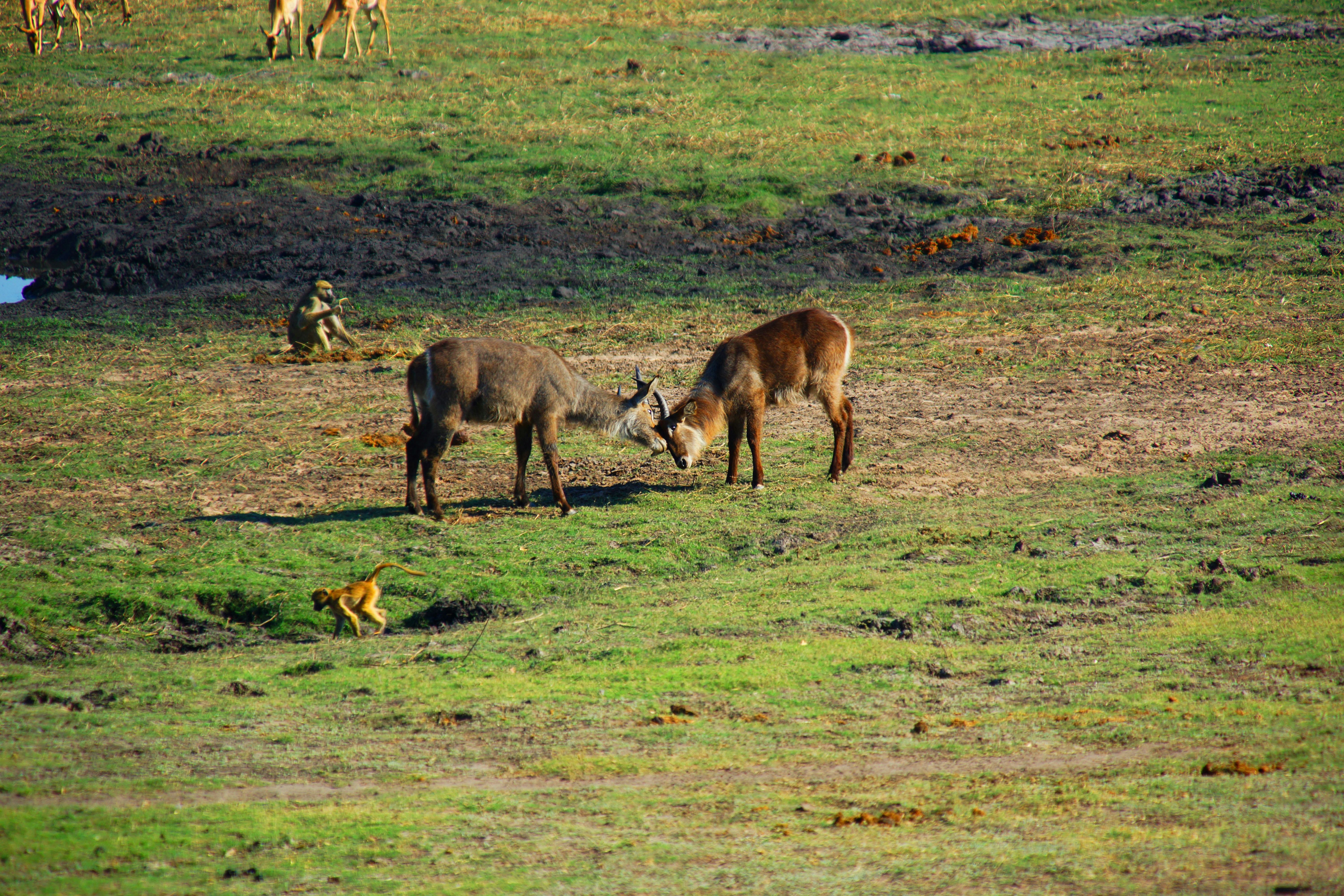 Tsavo safari — Kenya's largest national park — red elephants and wild spaces — Esiankiki Tours