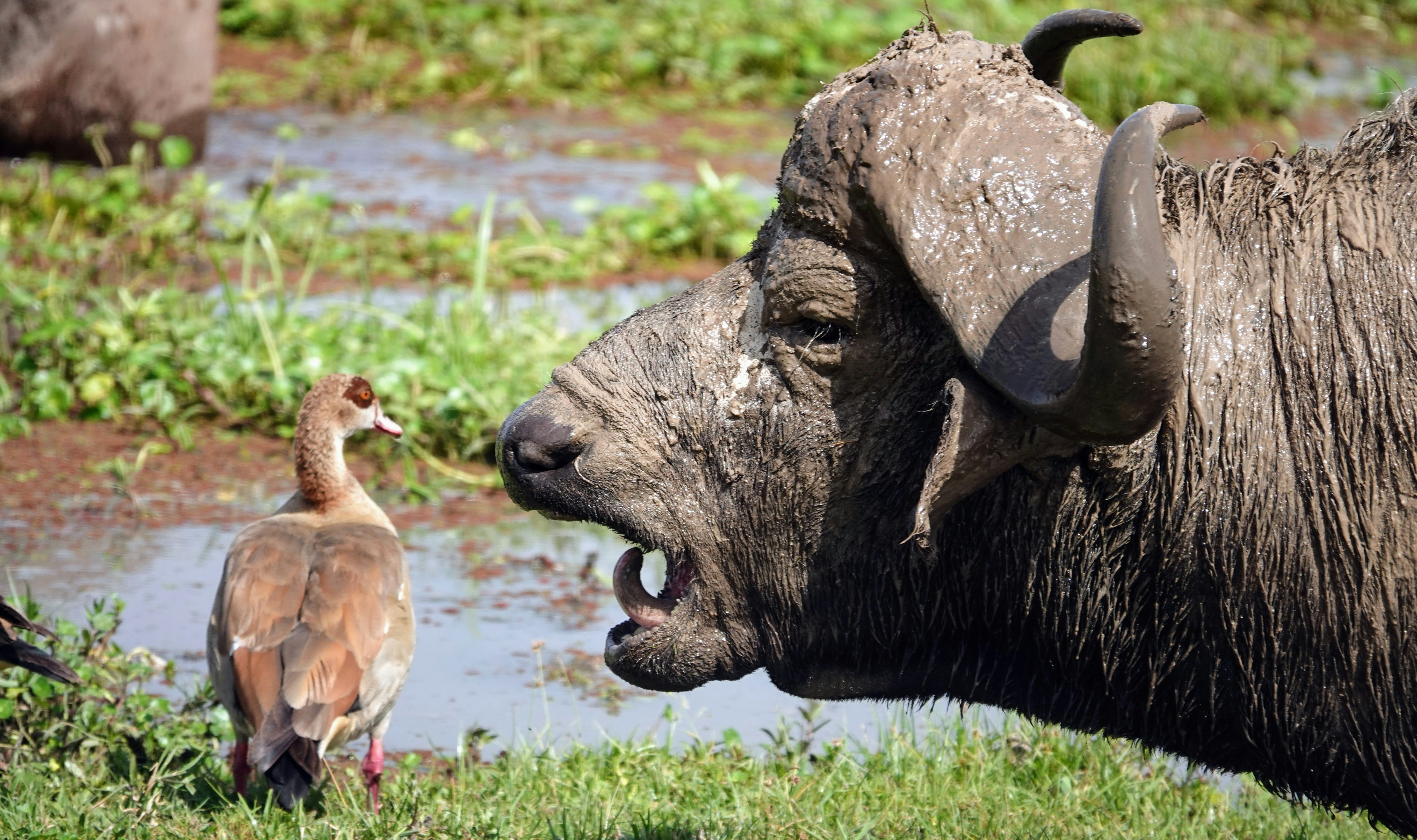 Tsavo safari — Kenya's largest national park — red elephants and wild spaces — Esiankiki Tours