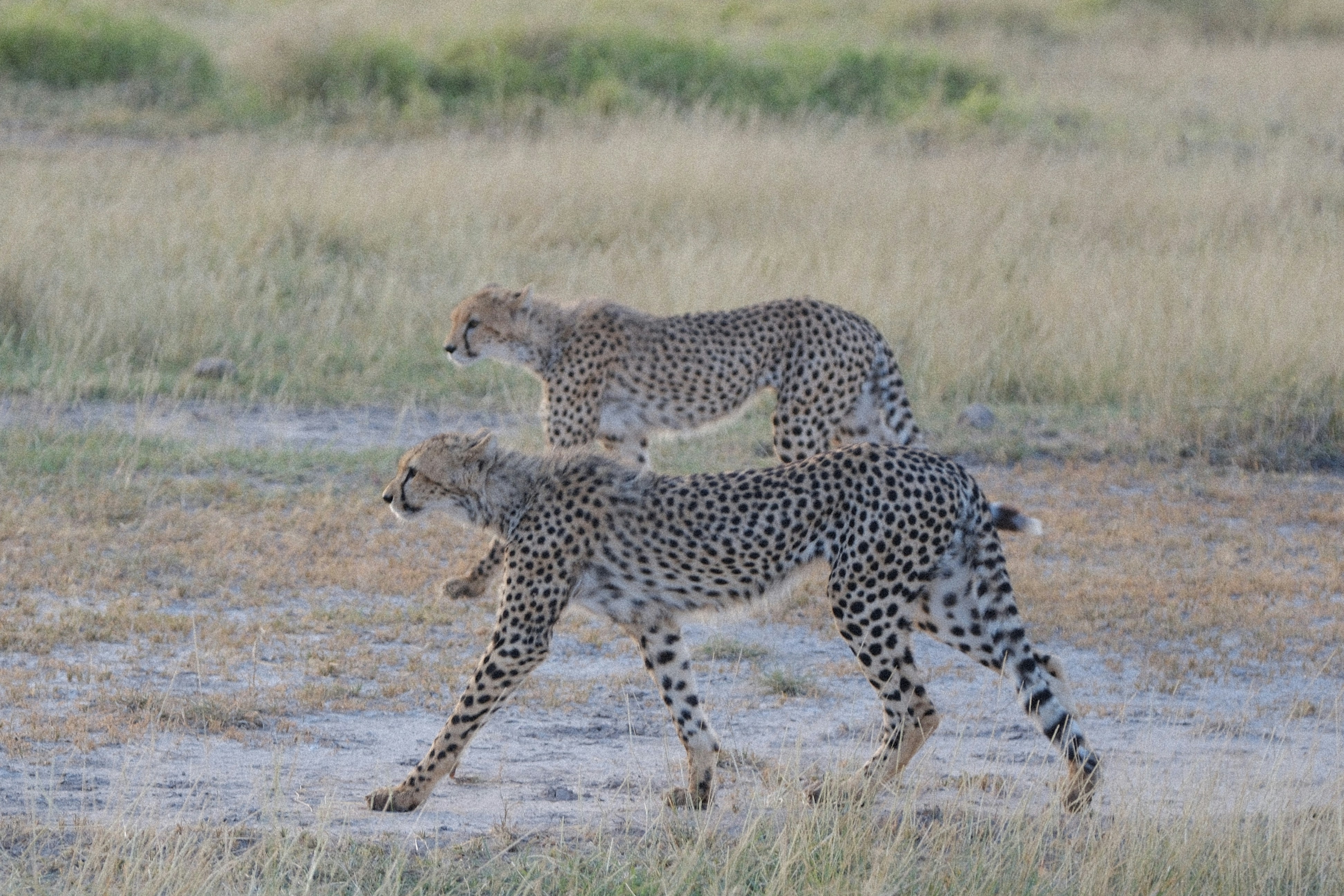 Laikipia safari — Conservancies, wild dogs and northern Kenya wilderness — Esiankiki Tours