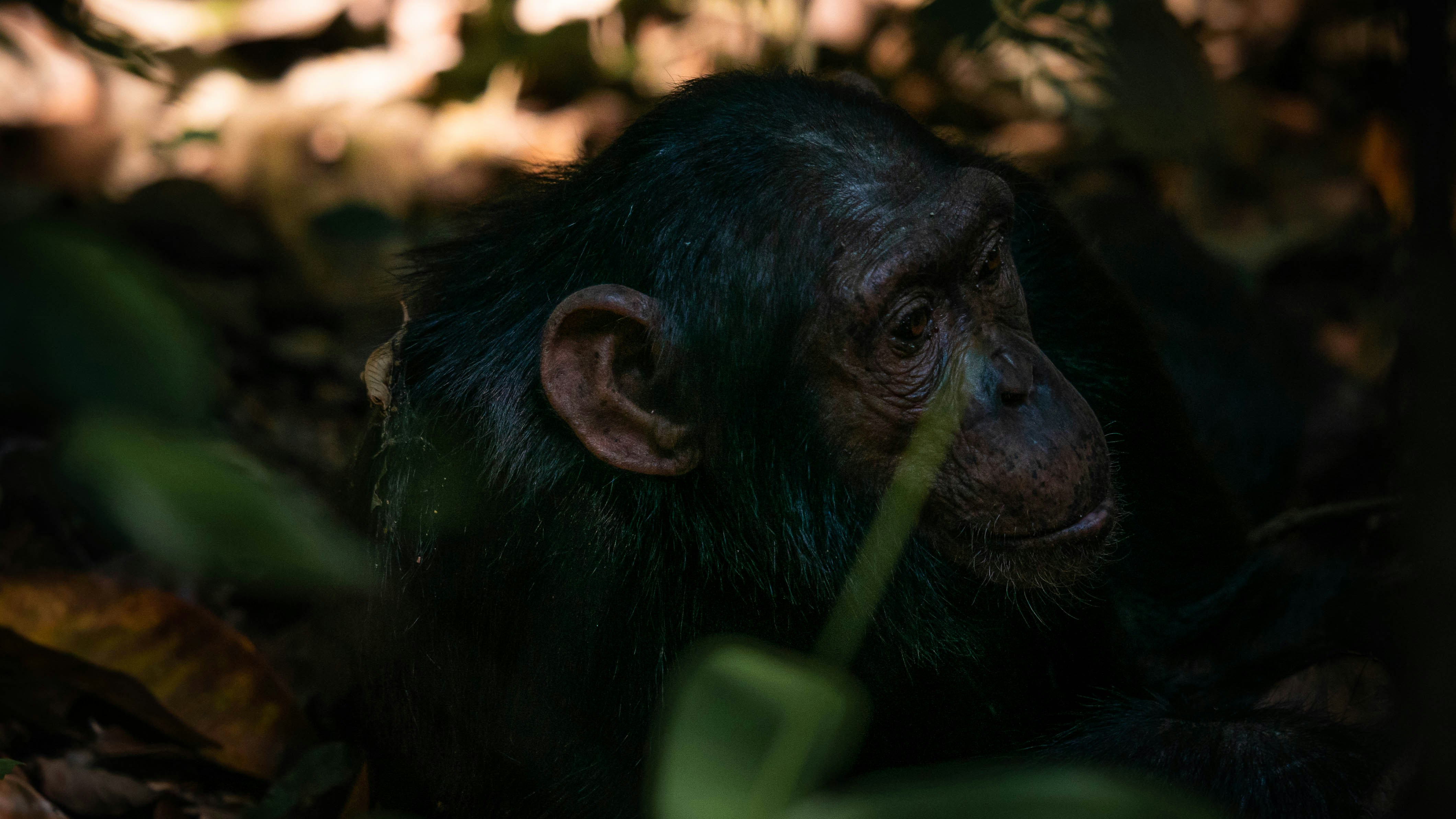 Uganda safari — Gorilla trekking in Bwindi, chimps and the Nile — Esiankiki Tours