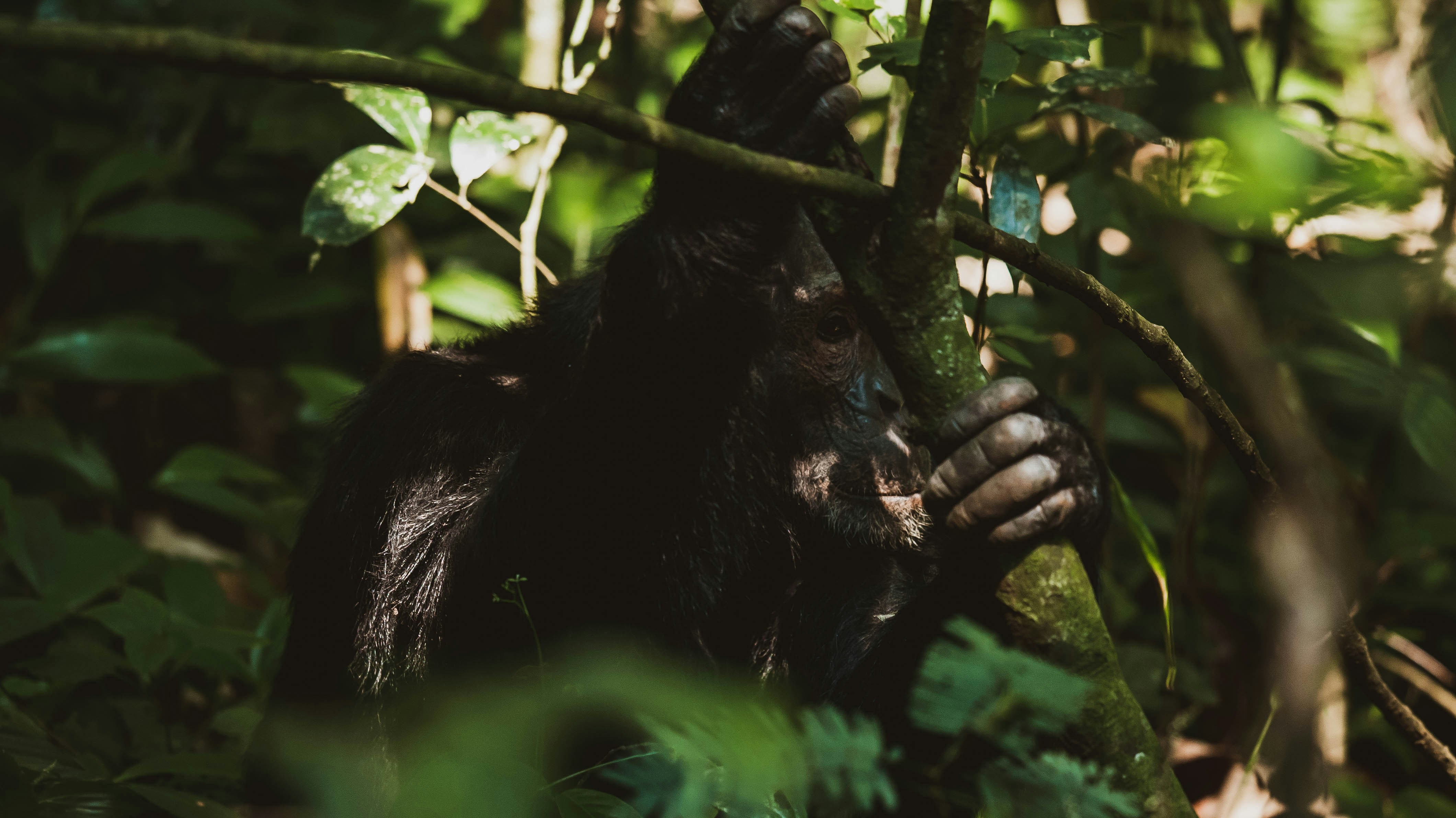 Uganda safari — Gorilla trekking in Bwindi, chimps and the Nile — Esiankiki Tours
