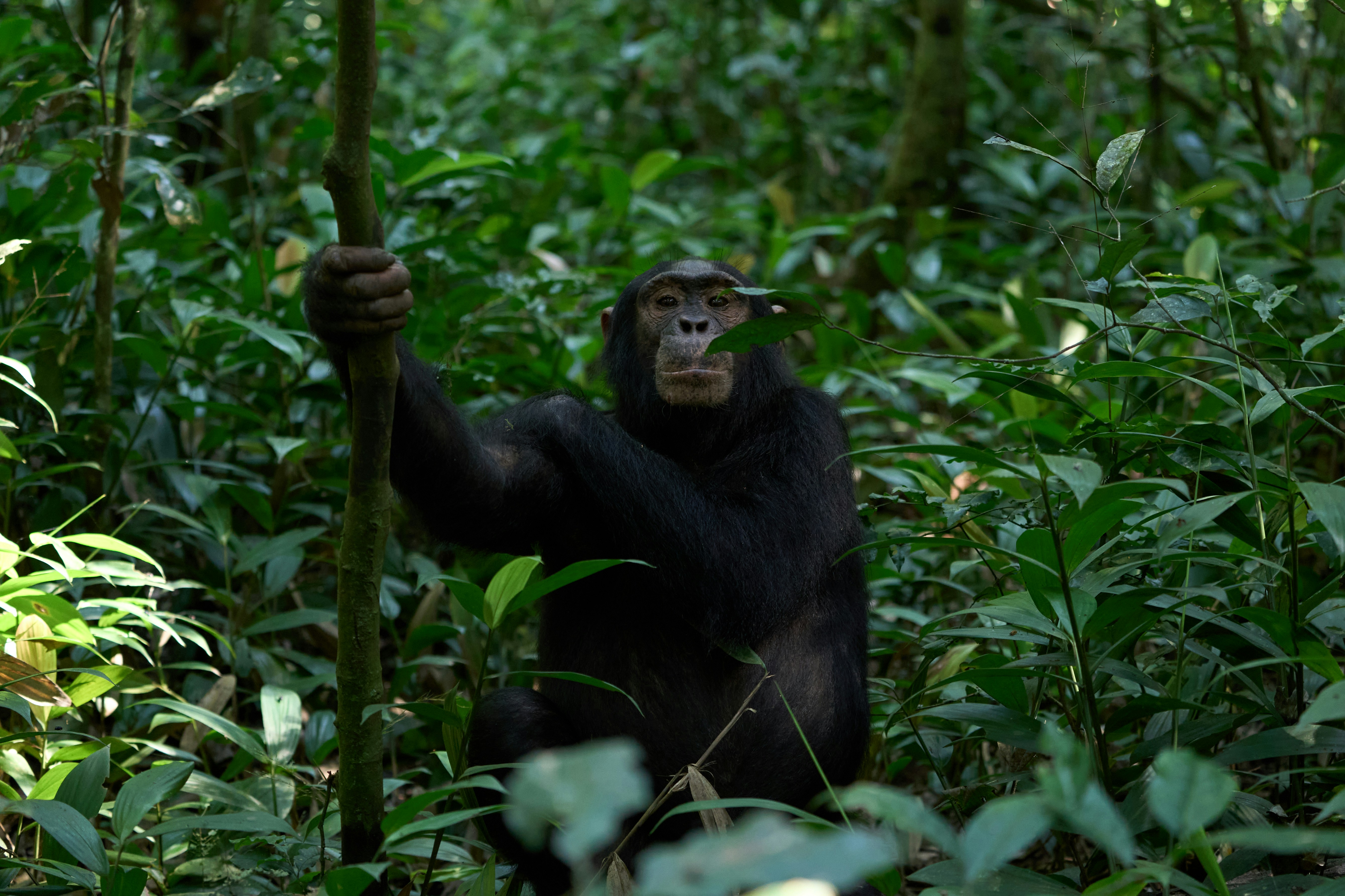 Uganda safari — Gorilla trekking in Bwindi, chimps and the Nile — Esiankiki Tours