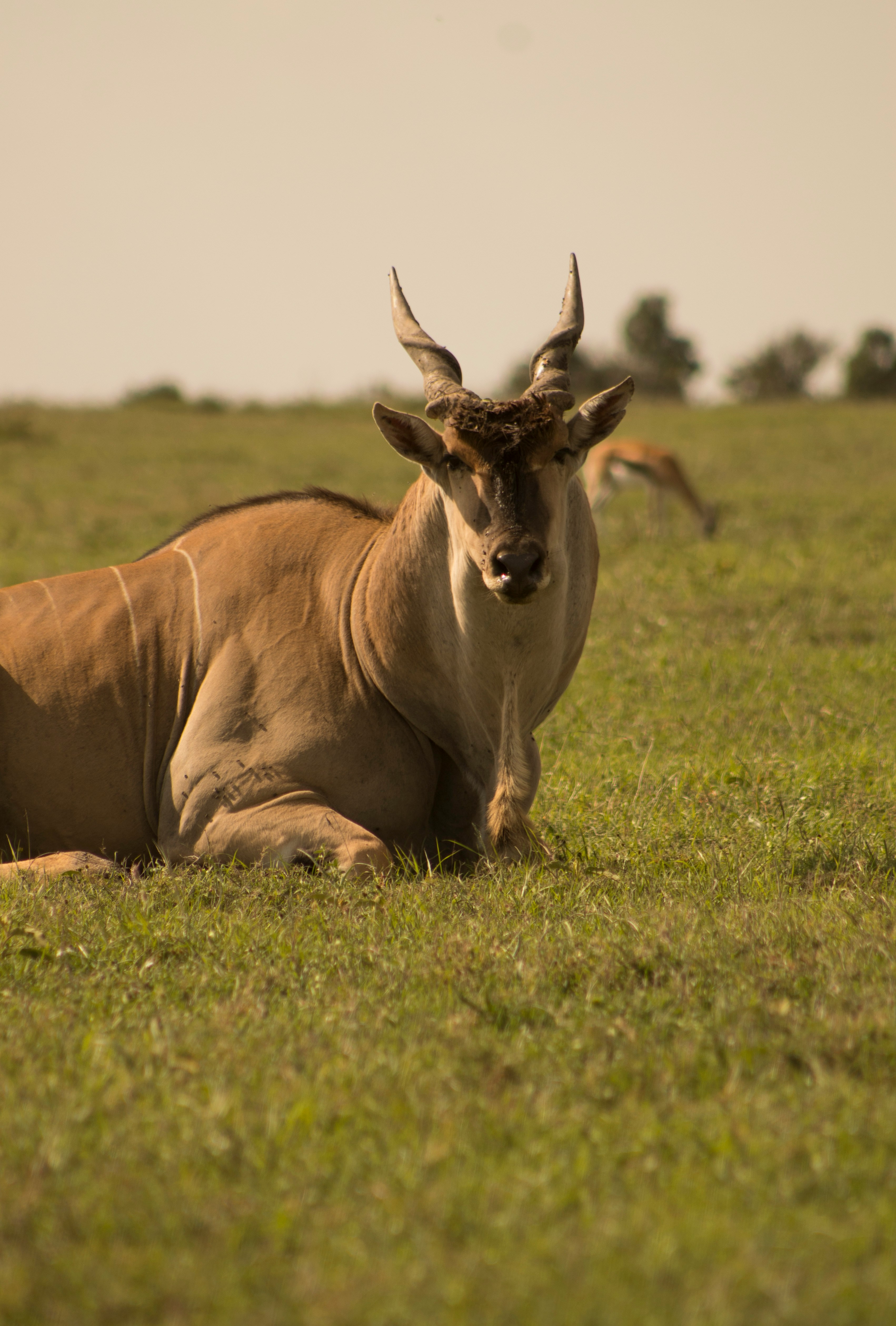 Botswana safari — Okavango Delta, Chobe and pristine wilderness — Esiankiki Tours