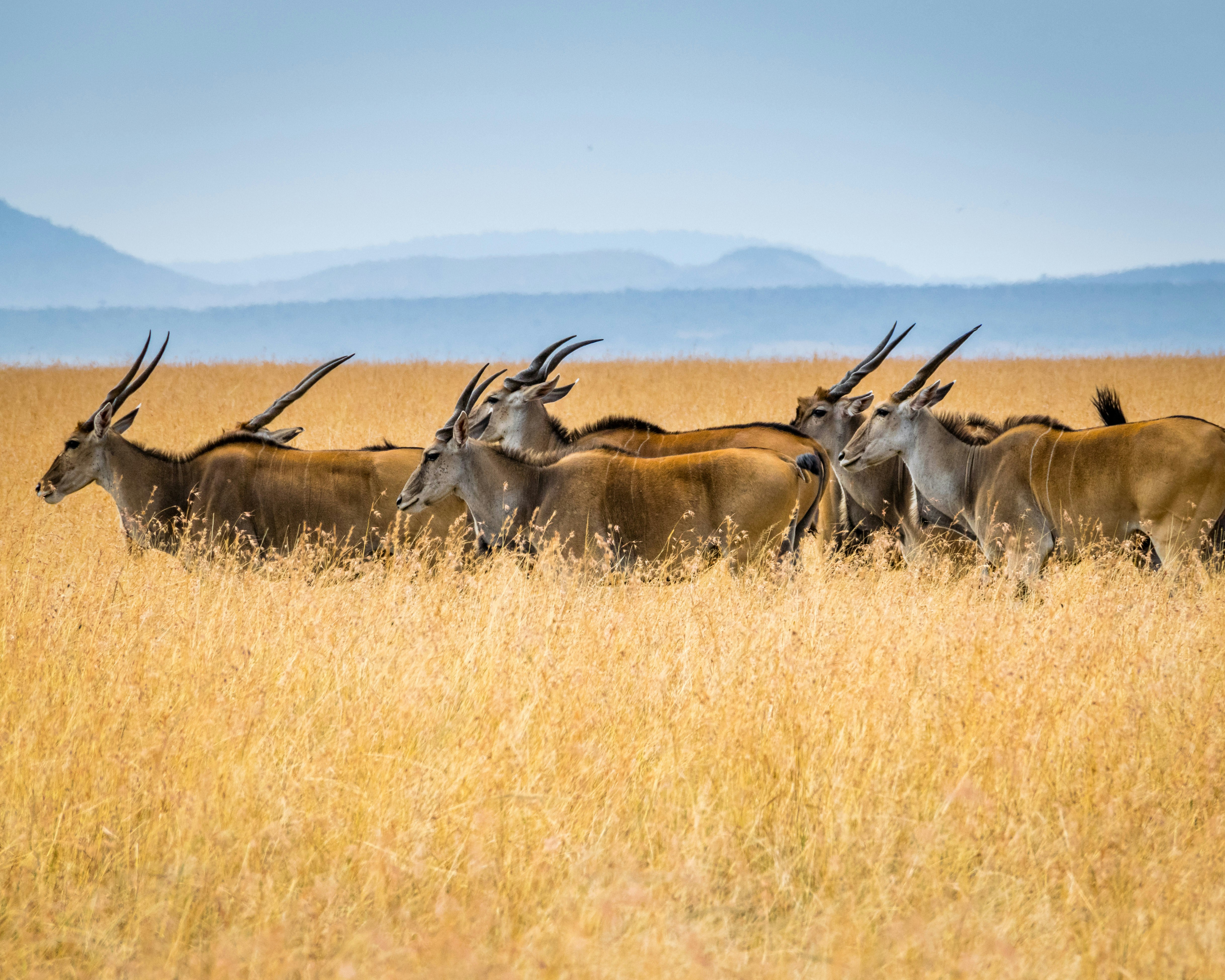 Samburu safari — The Special Five in Kenya's wild north — Esiankiki Tours