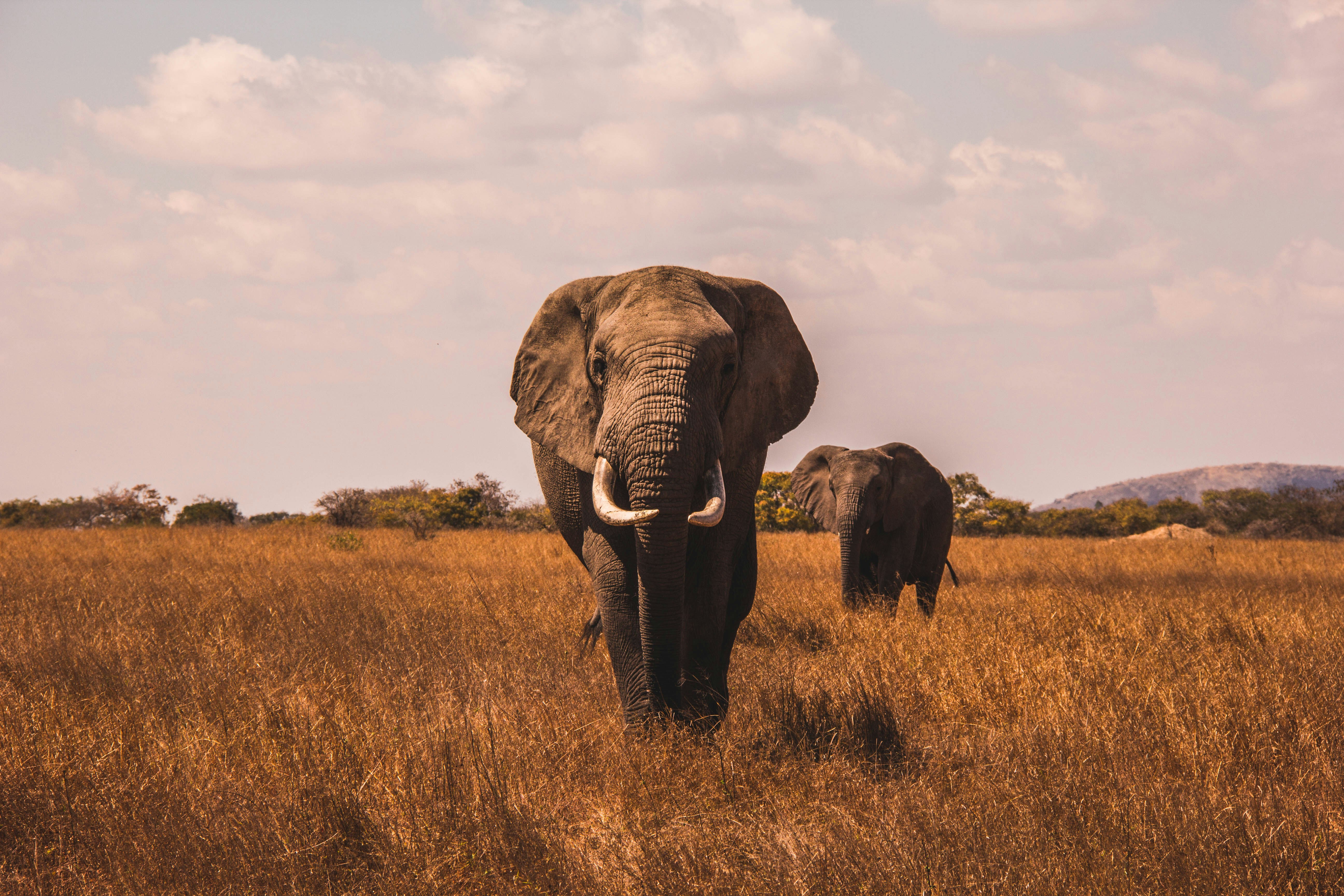 Botswana safari — Okavango Delta, Chobe and pristine wilderness — Esiankiki Tours