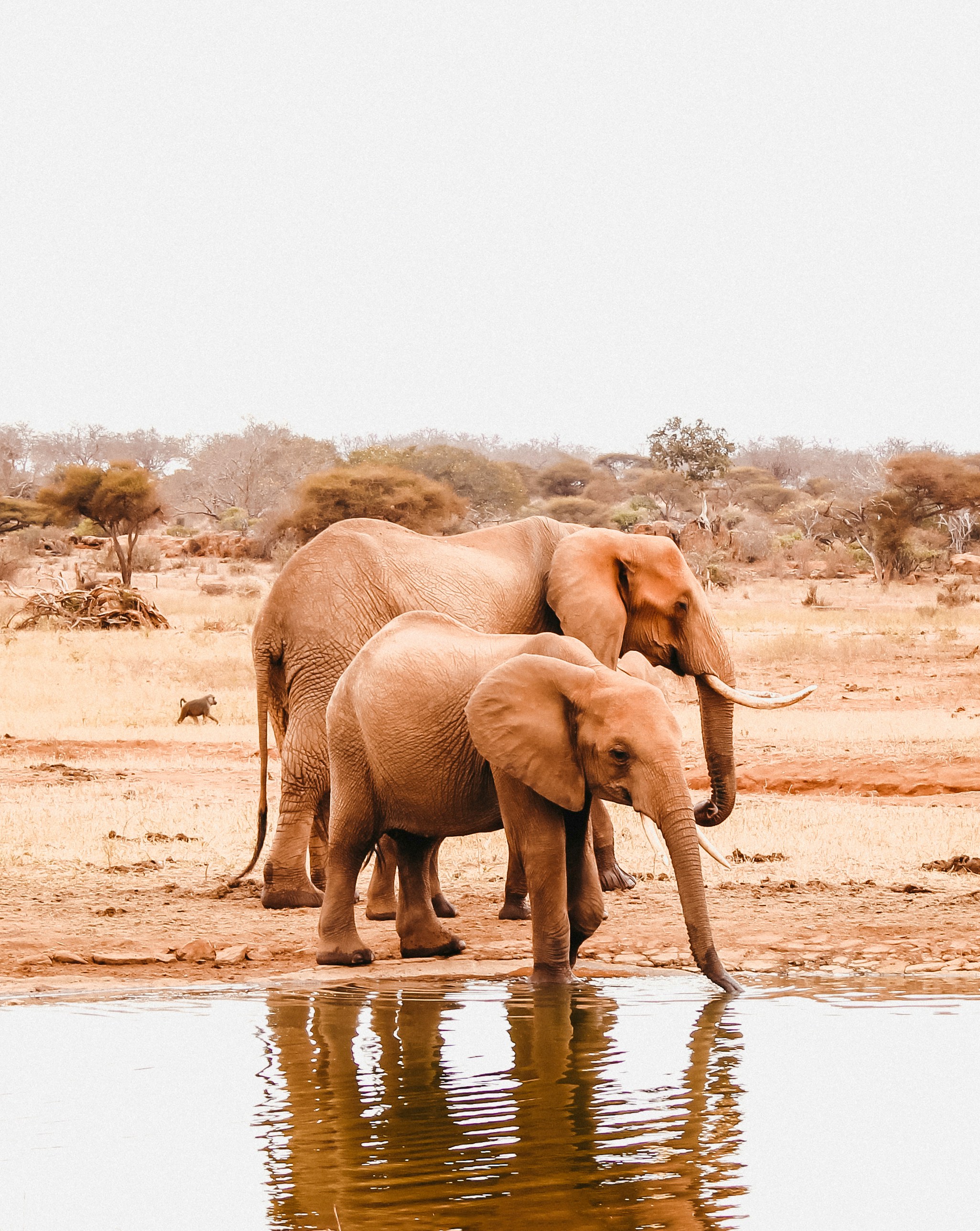 Amboseli & Kilimanjaro — Kenya — Esiankiki Tours