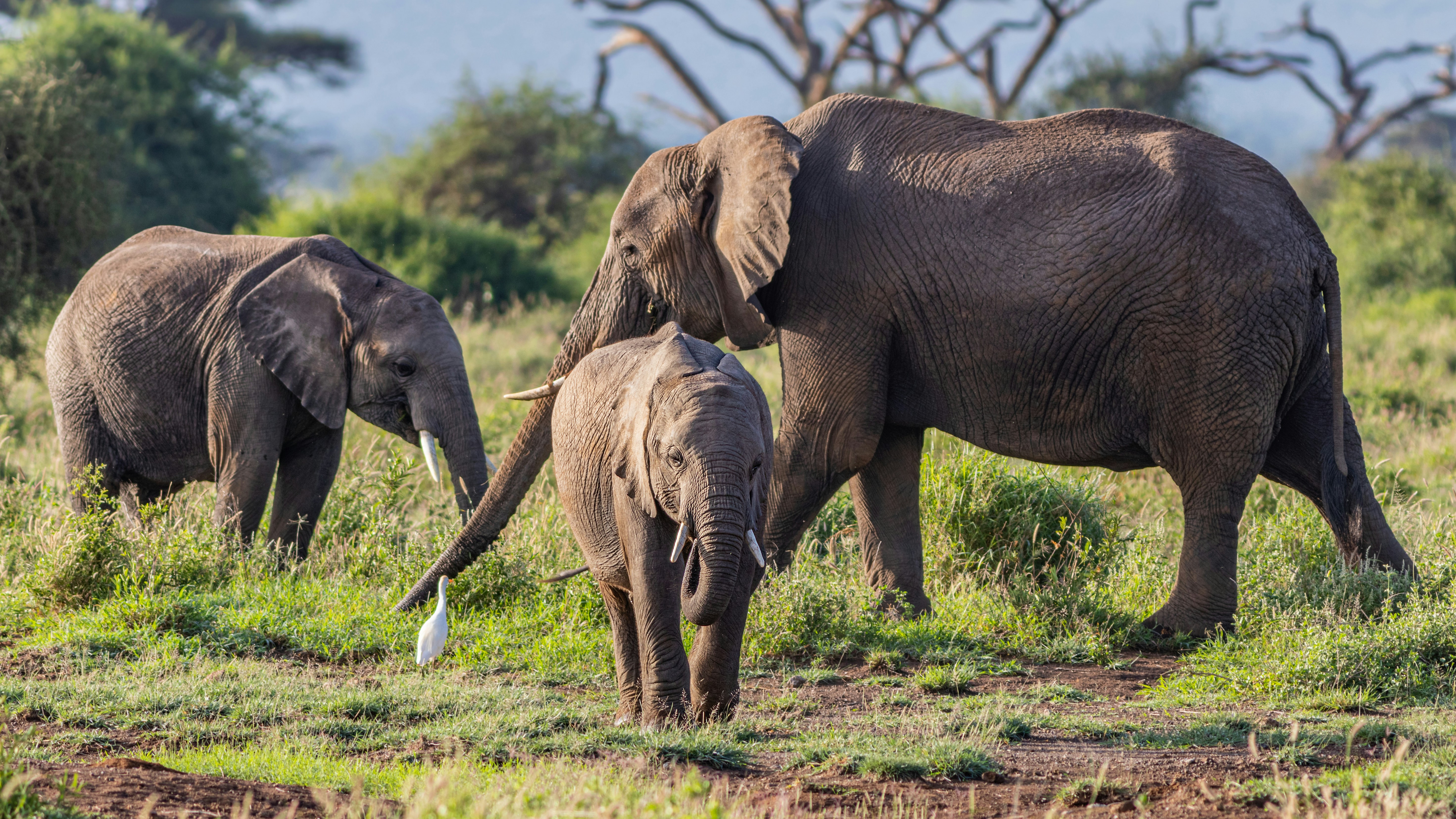 Amboseli safari — Elephant herds beneath the shadow of Kilimanjaro — Esiankiki Tours