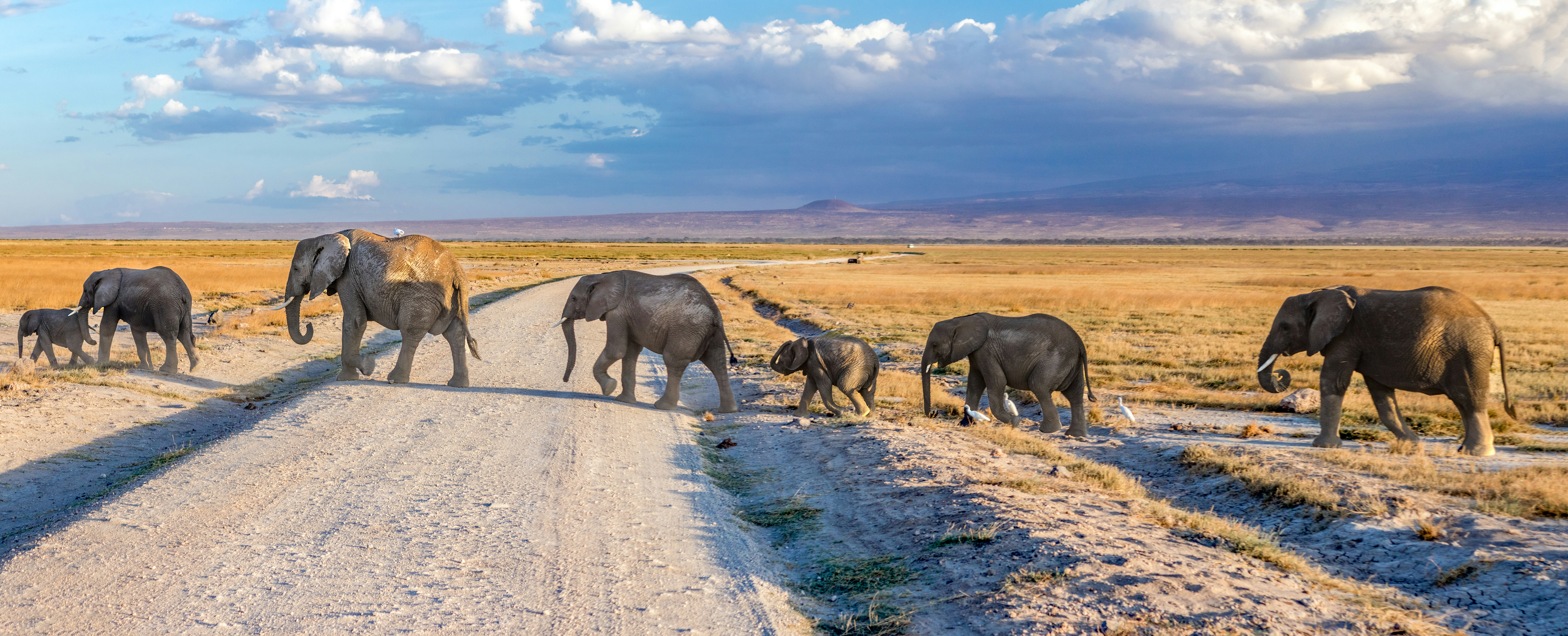 Amboseli safari — Elephant herds beneath the shadow of Kilimanjaro — Esiankiki Tours
