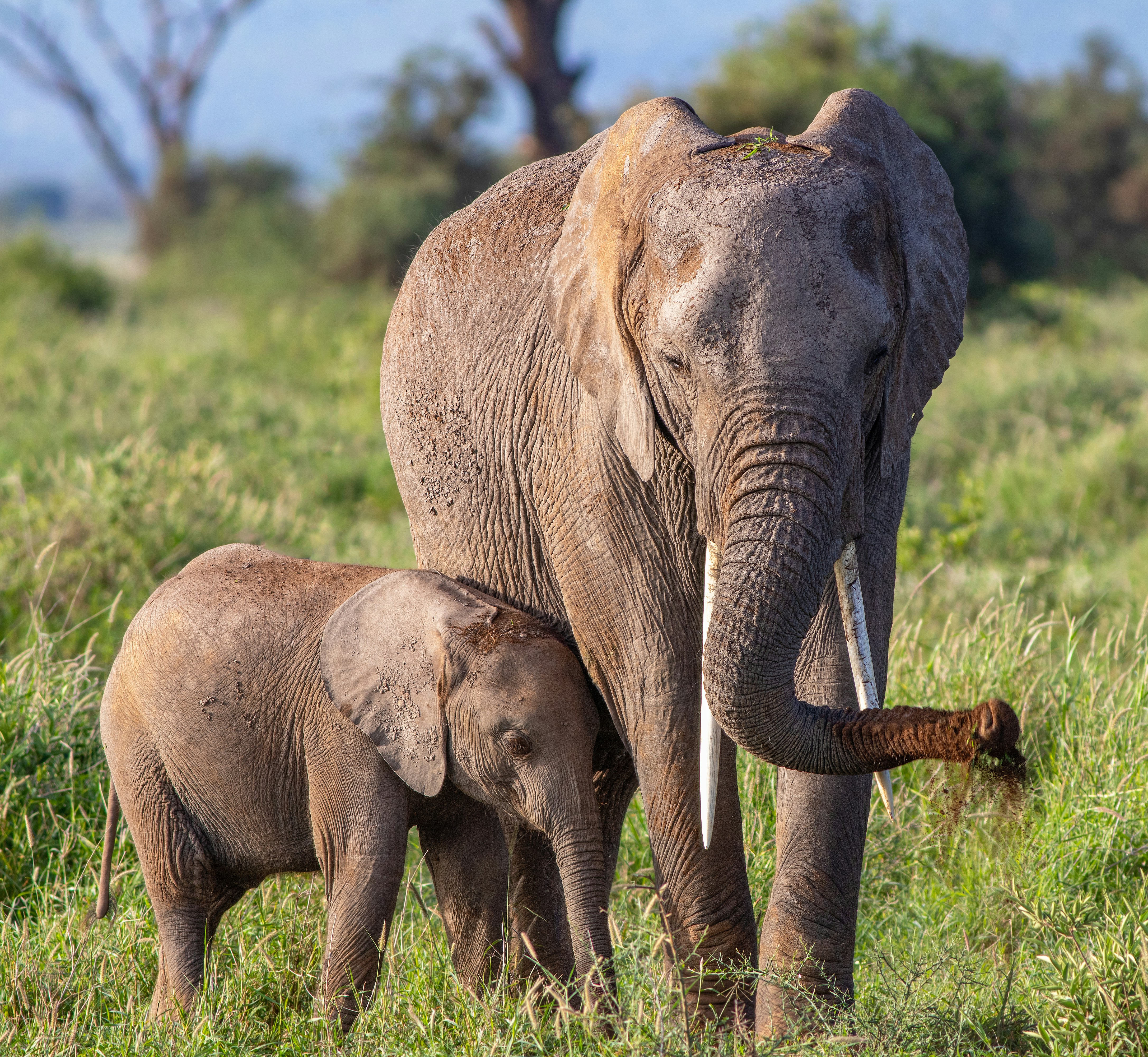 Tsavo safari — Kenya's largest national park — red elephants and wild spaces — Esiankiki Tours