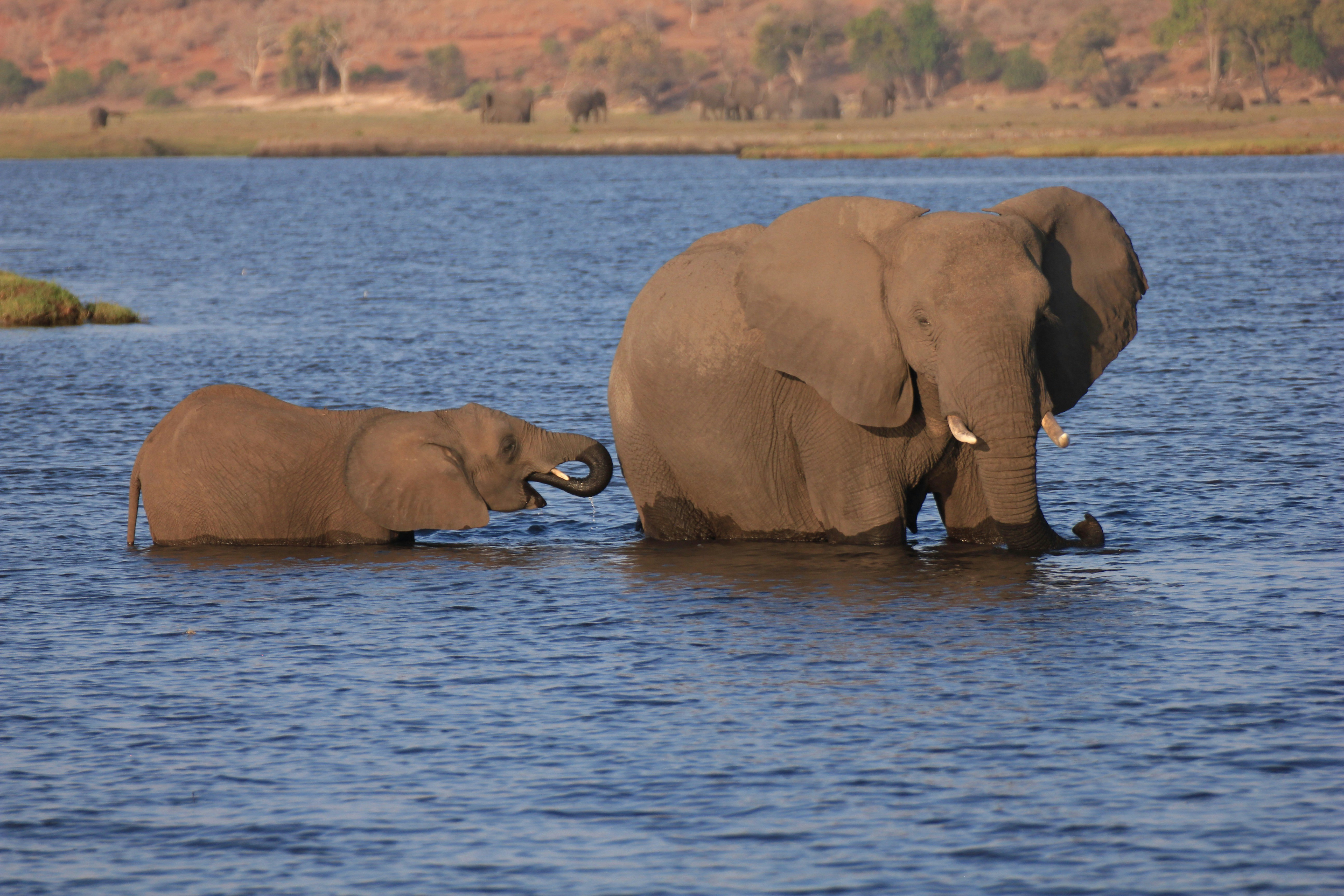 Amboseli safari — Elephant herds beneath the shadow of Kilimanjaro — Esiankiki Tours