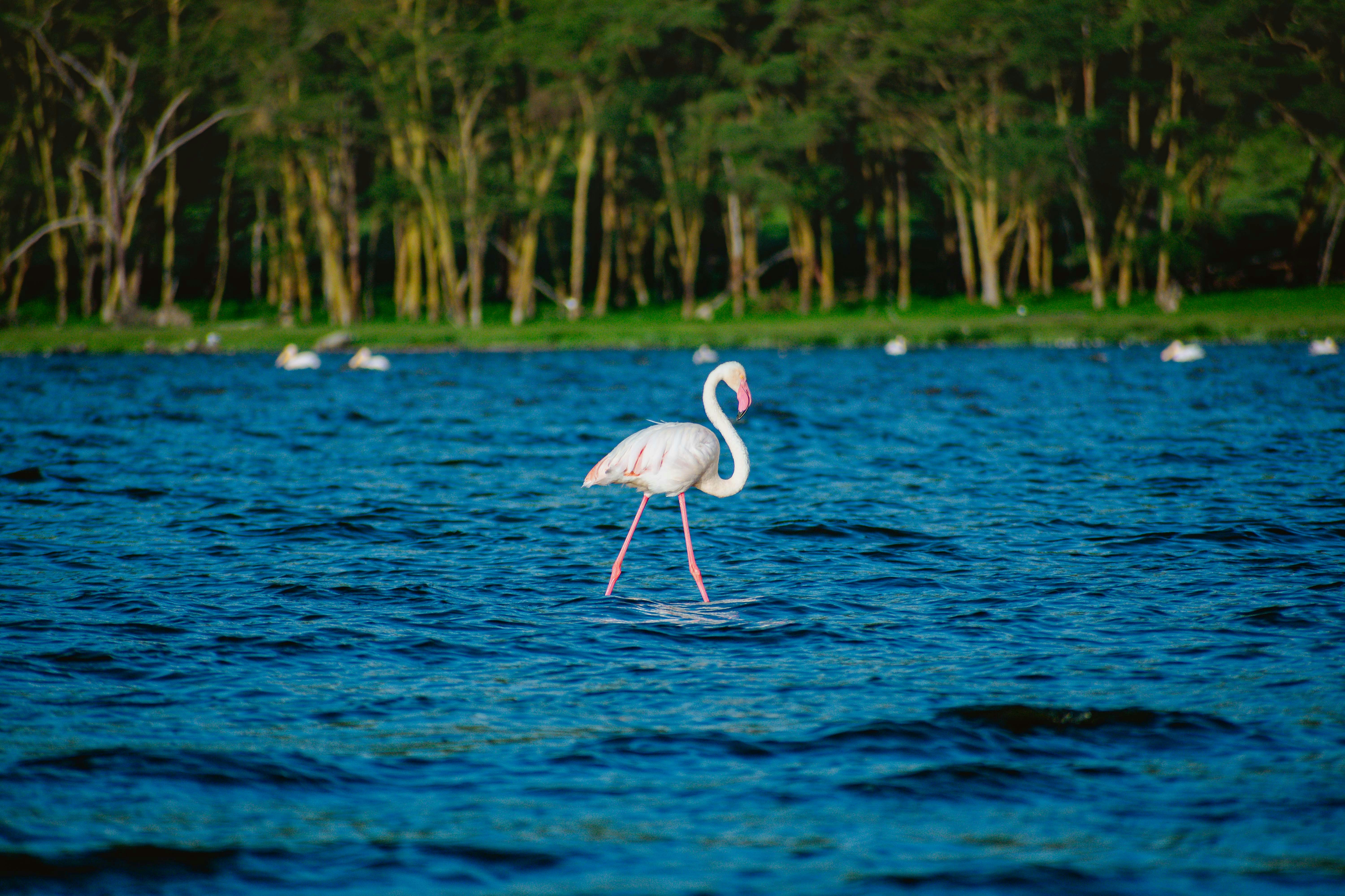 Lake Nakuru safari — Flamingos, rhino and the Great Rift Valley — Esiankiki Tours