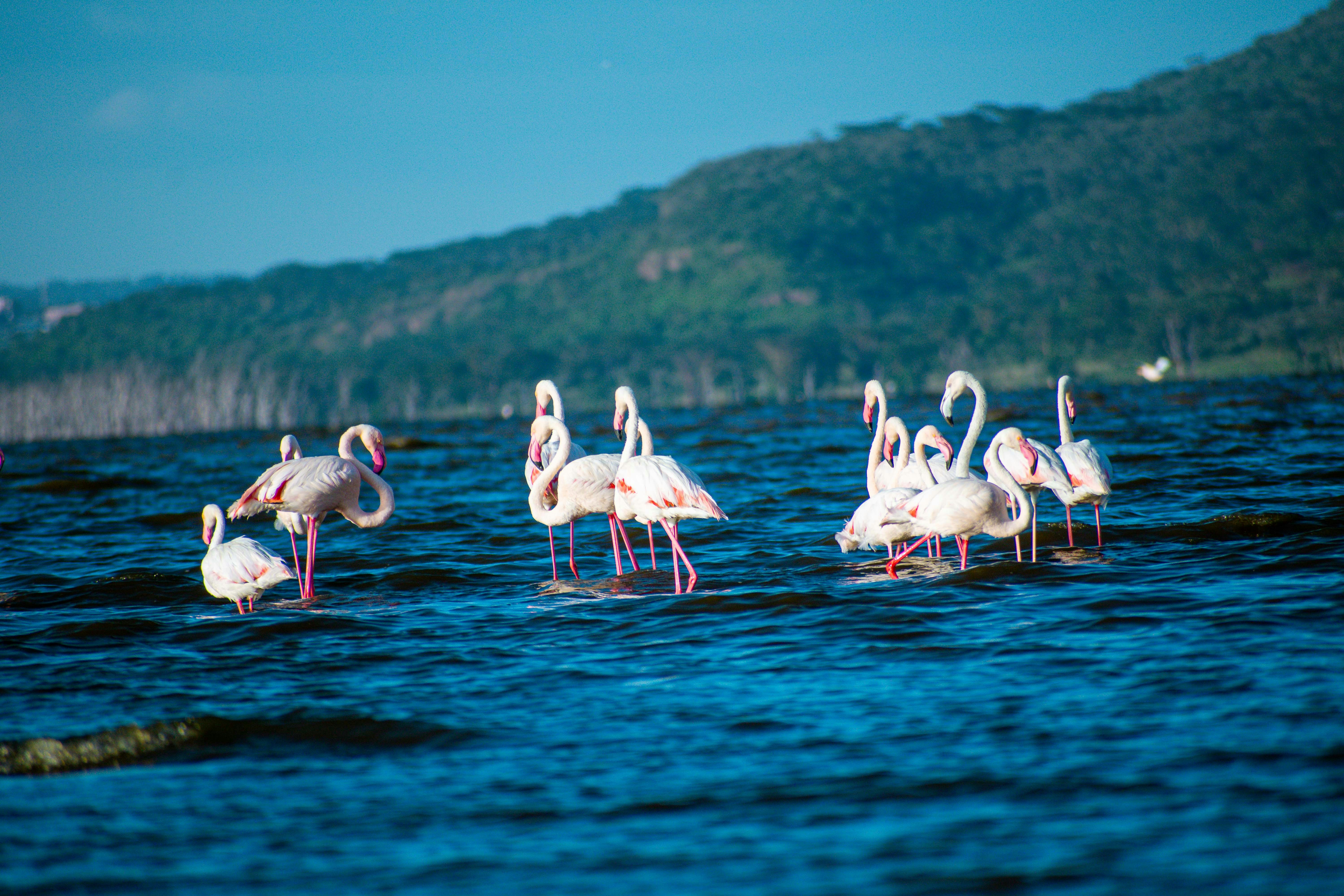 Lake Nakuru safari — Flamingos, rhino and the Great Rift Valley — Esiankiki Tours
