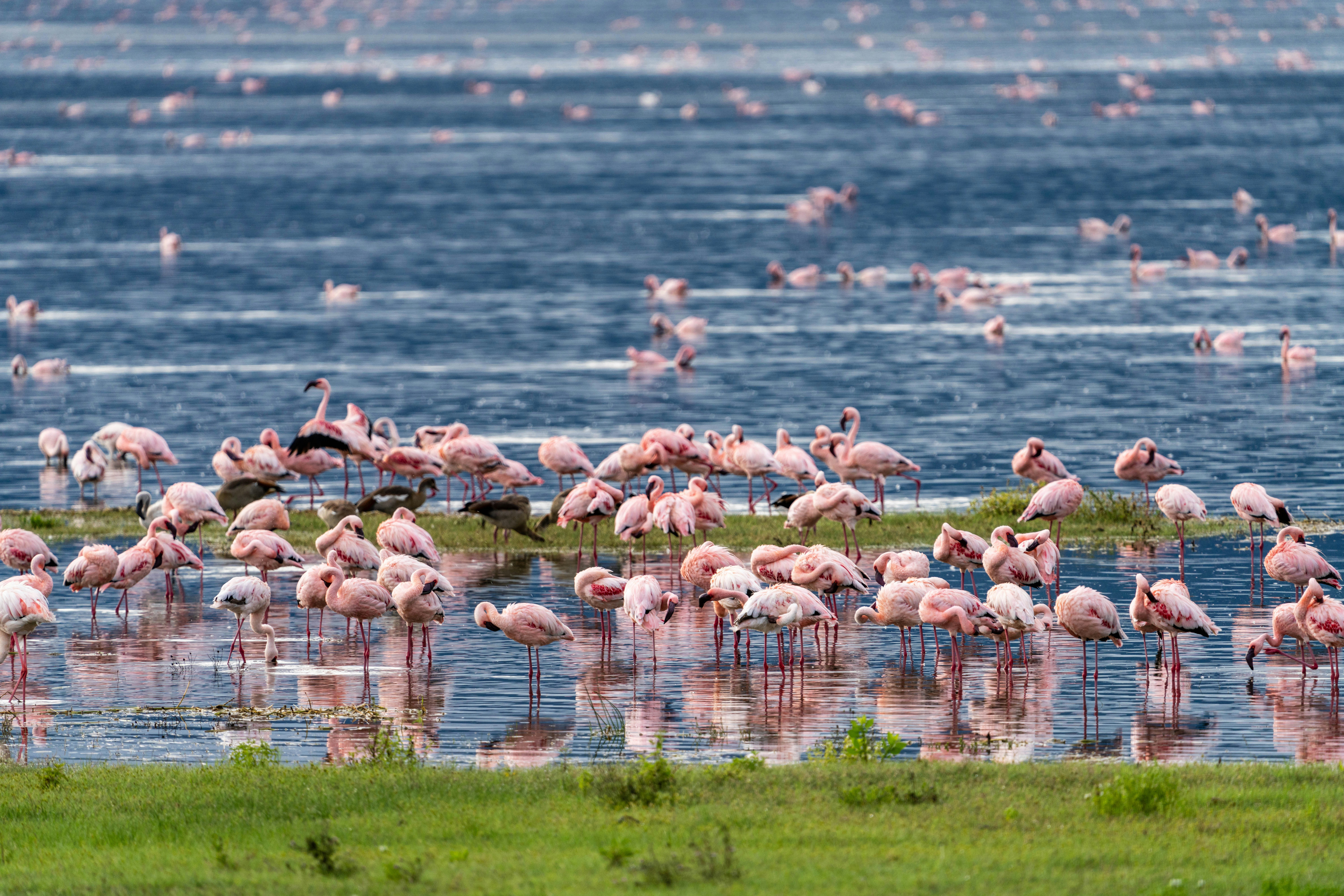 Lake Nakuru safari — Flamingos, rhino and the Great Rift Valley — Esiankiki Tours