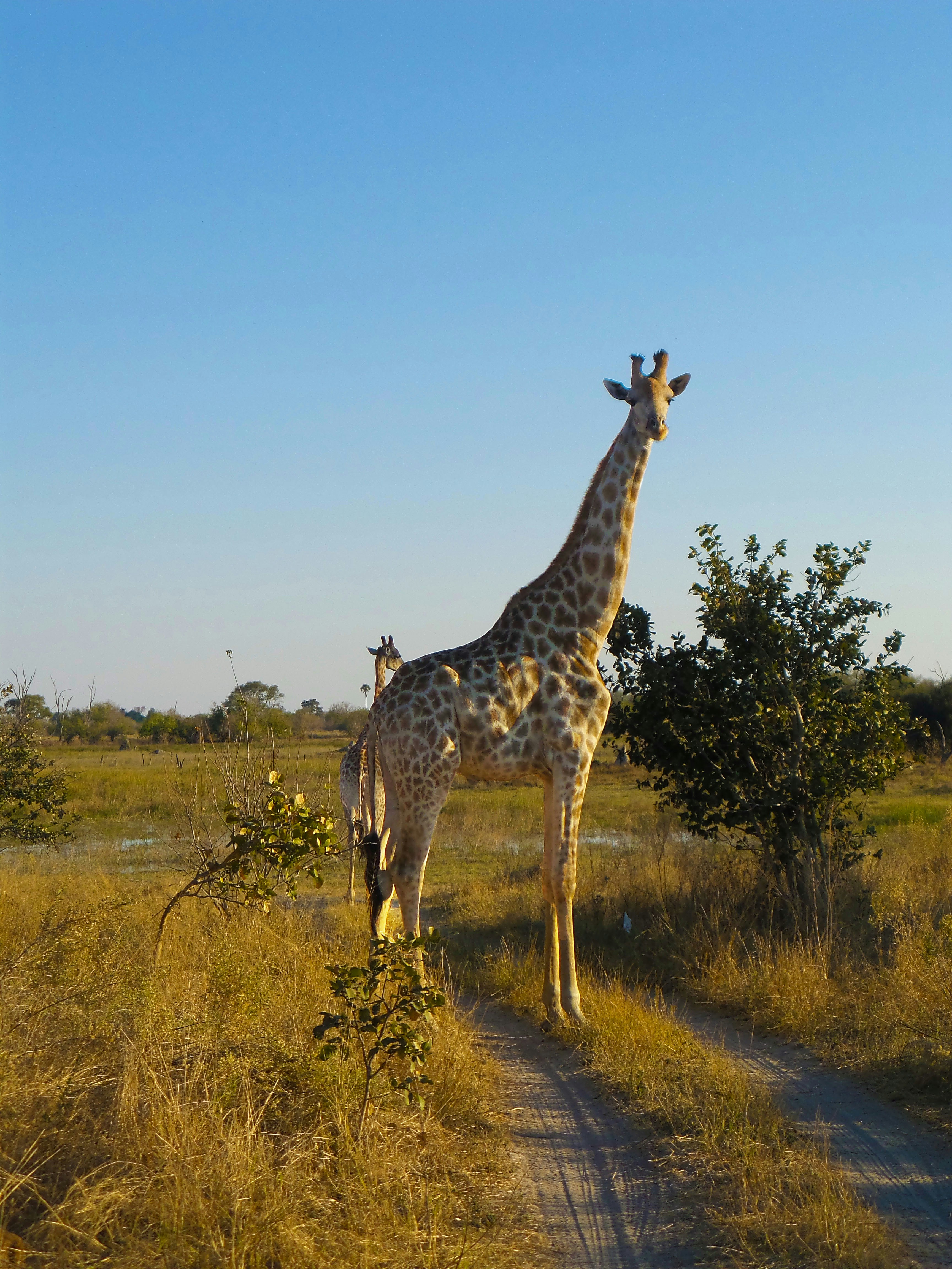 Family Safaris — Safari experiences designed around children — junior ranger programmes and endless wonder. — Esiankiki Tours
