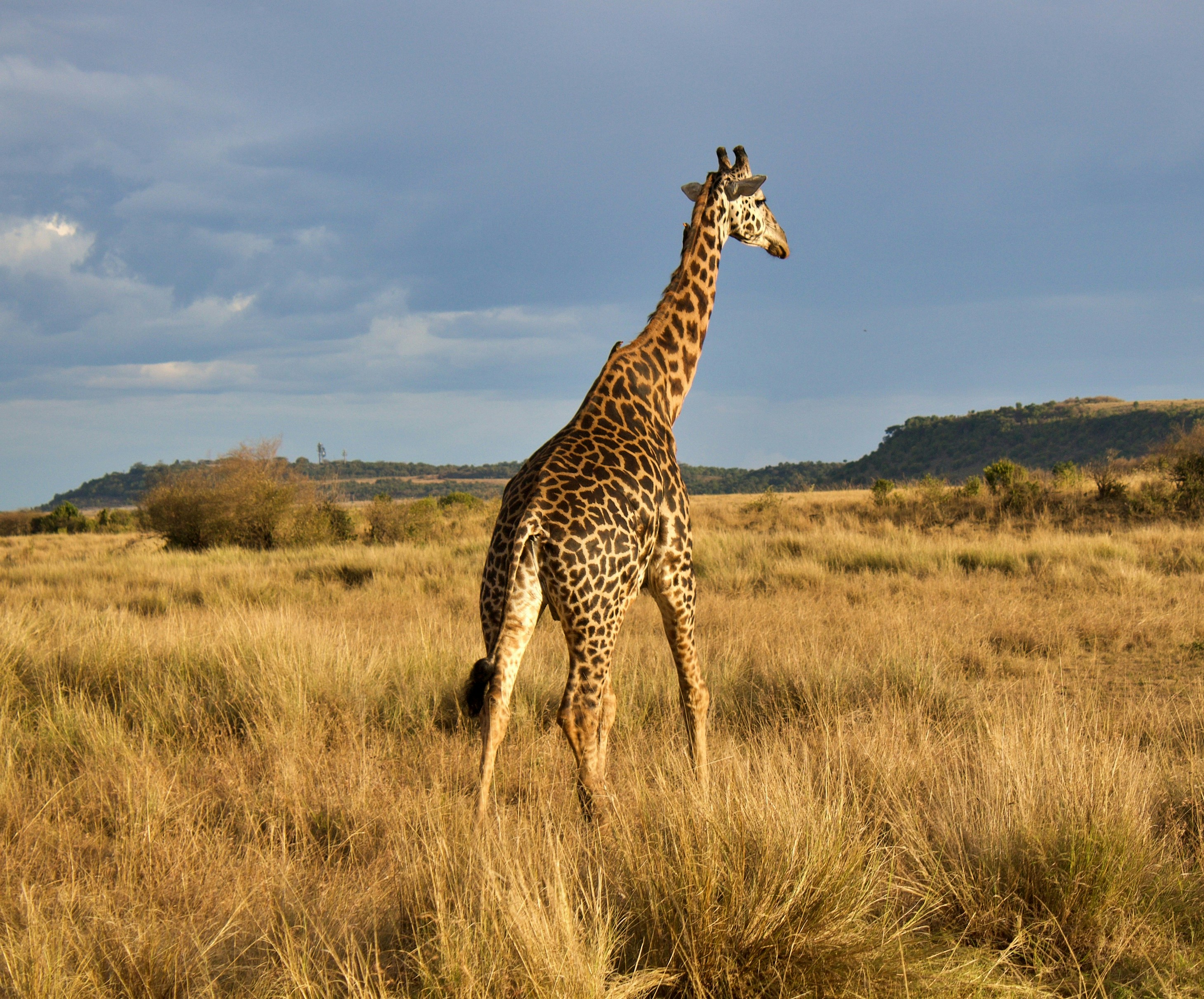 Naivasha safari — Hippos, flamingos and Hell's Gate on the Rift Valley floor — Esiankiki Tours