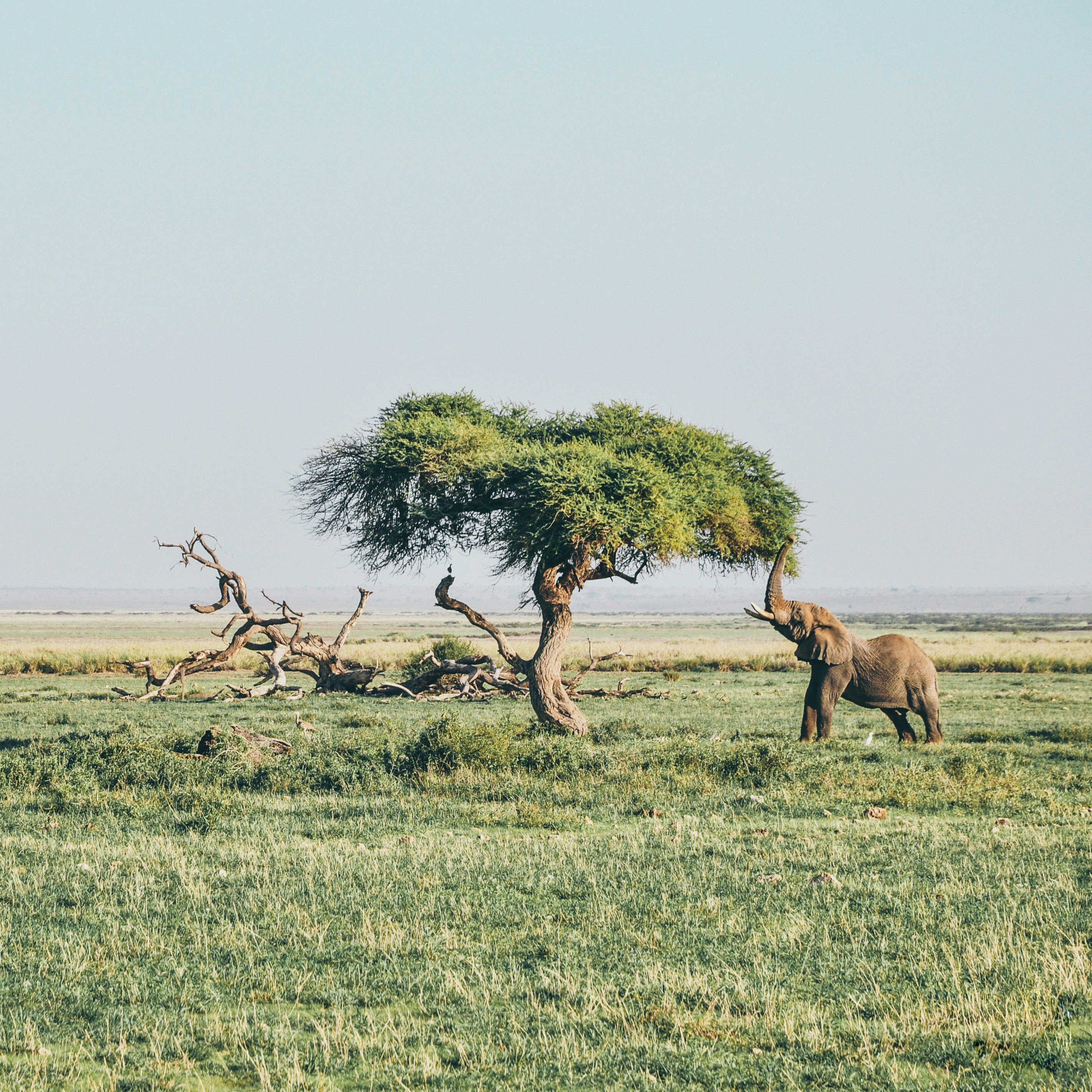 Samburu safari — The Special Five in Kenya's wild north — Esiankiki Tours