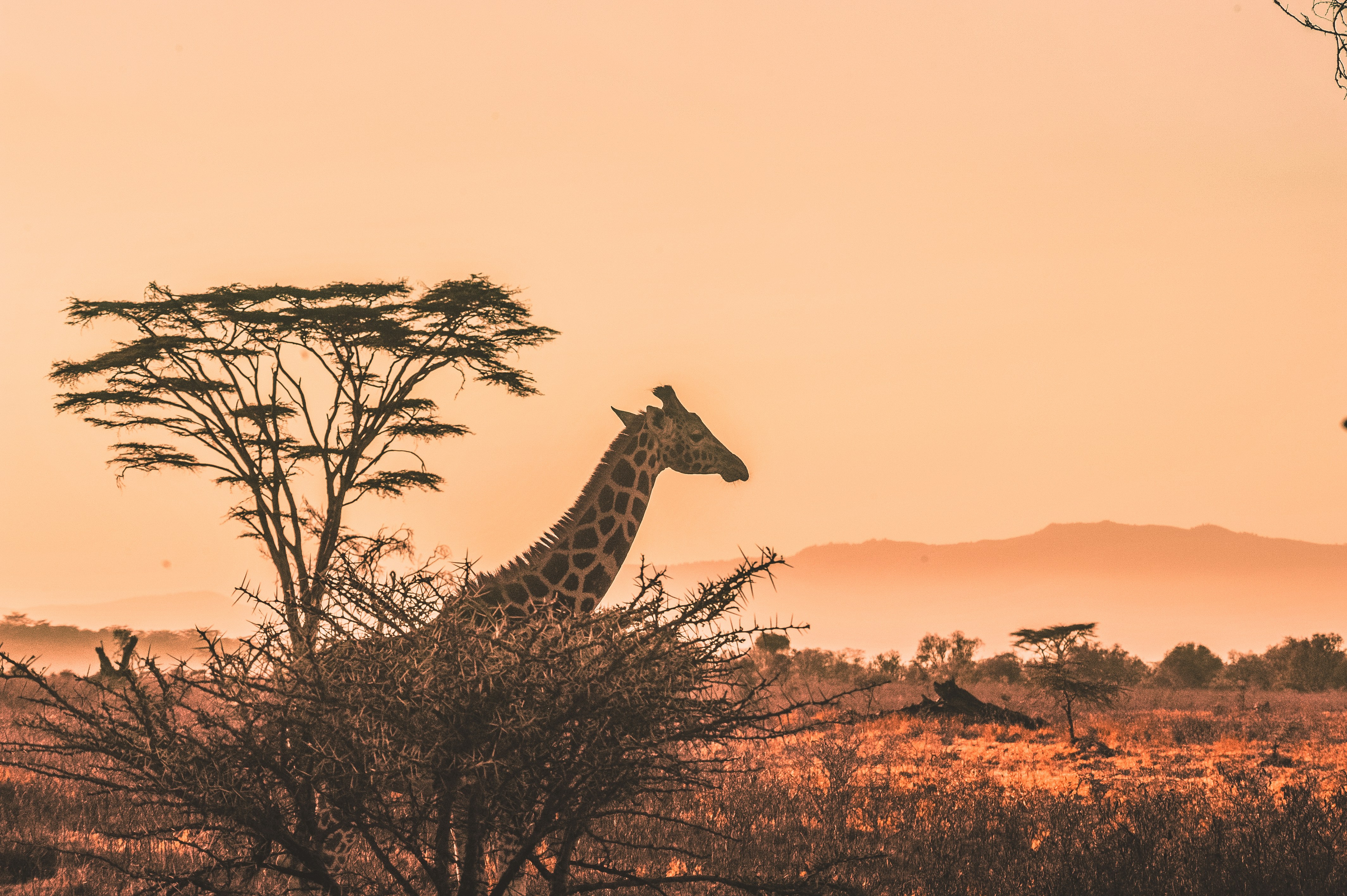South Africa safari — Kruger, Cape Town and the Garden Route — Esiankiki Tours