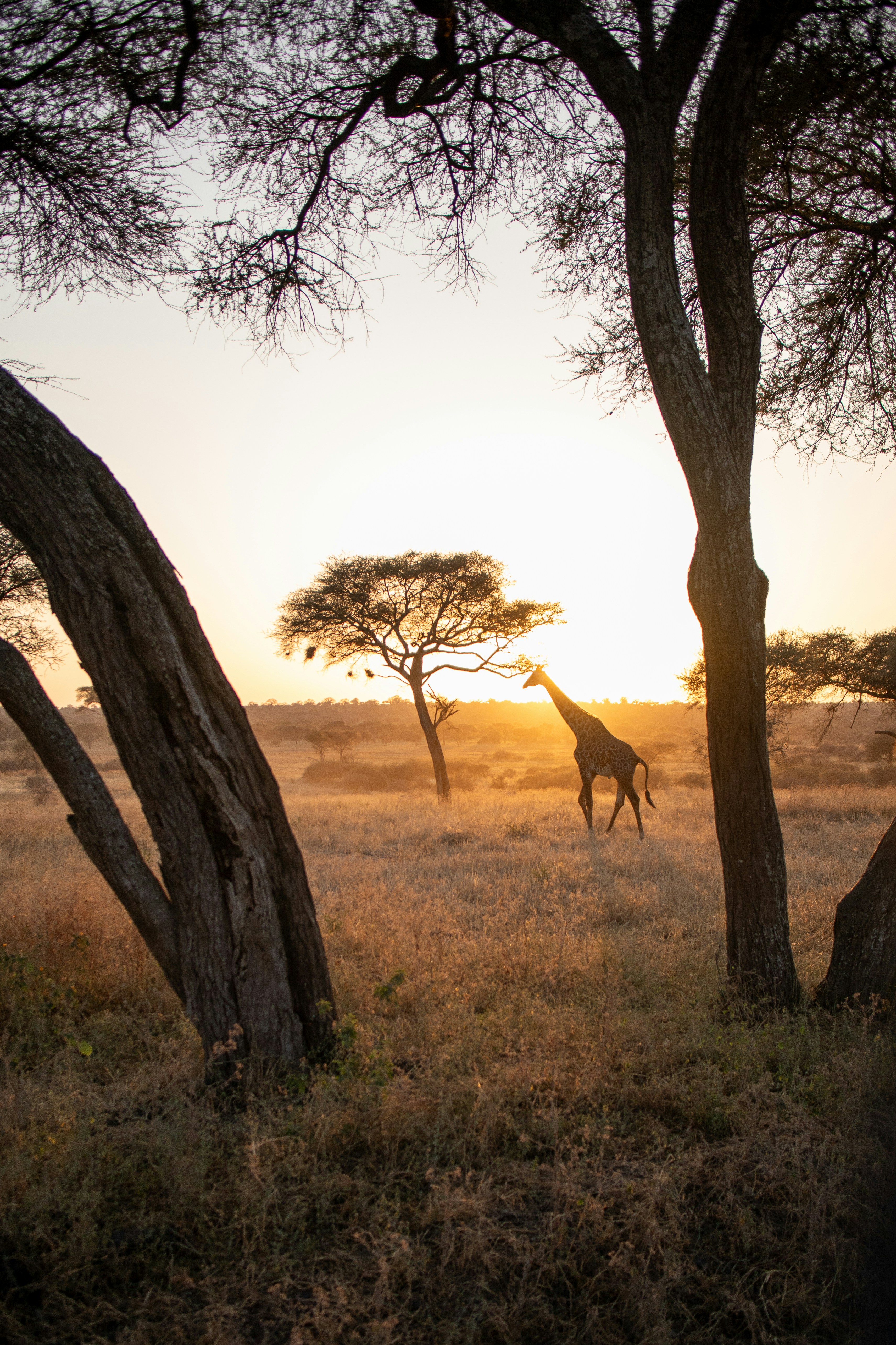 South Africa safari — Kruger, Cape Town and the Garden Route — Esiankiki Tours
