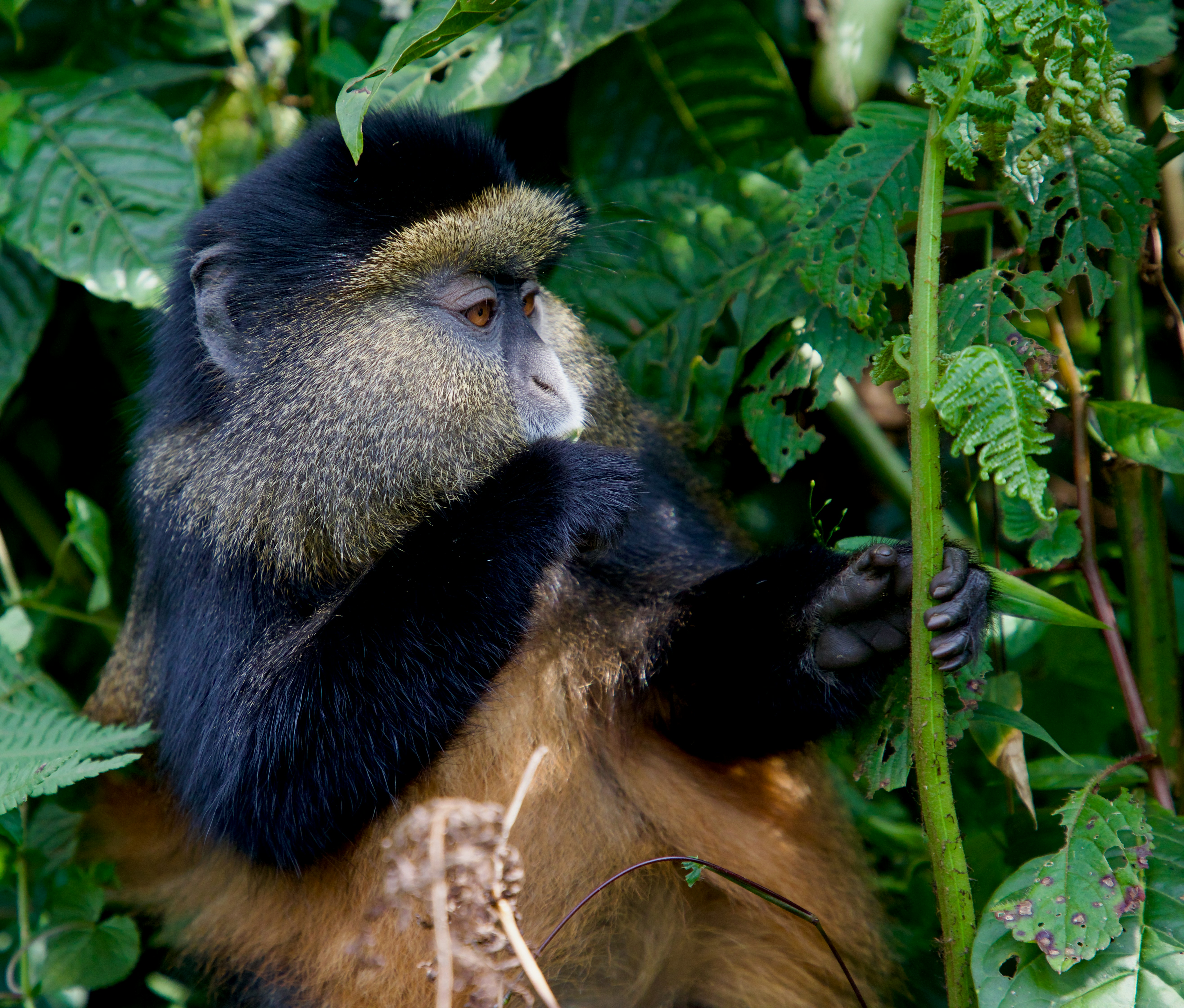 Rwanda Gorillas safari — Mountain gorilla trekking in Volcanoes National Park — Esiankiki Tours