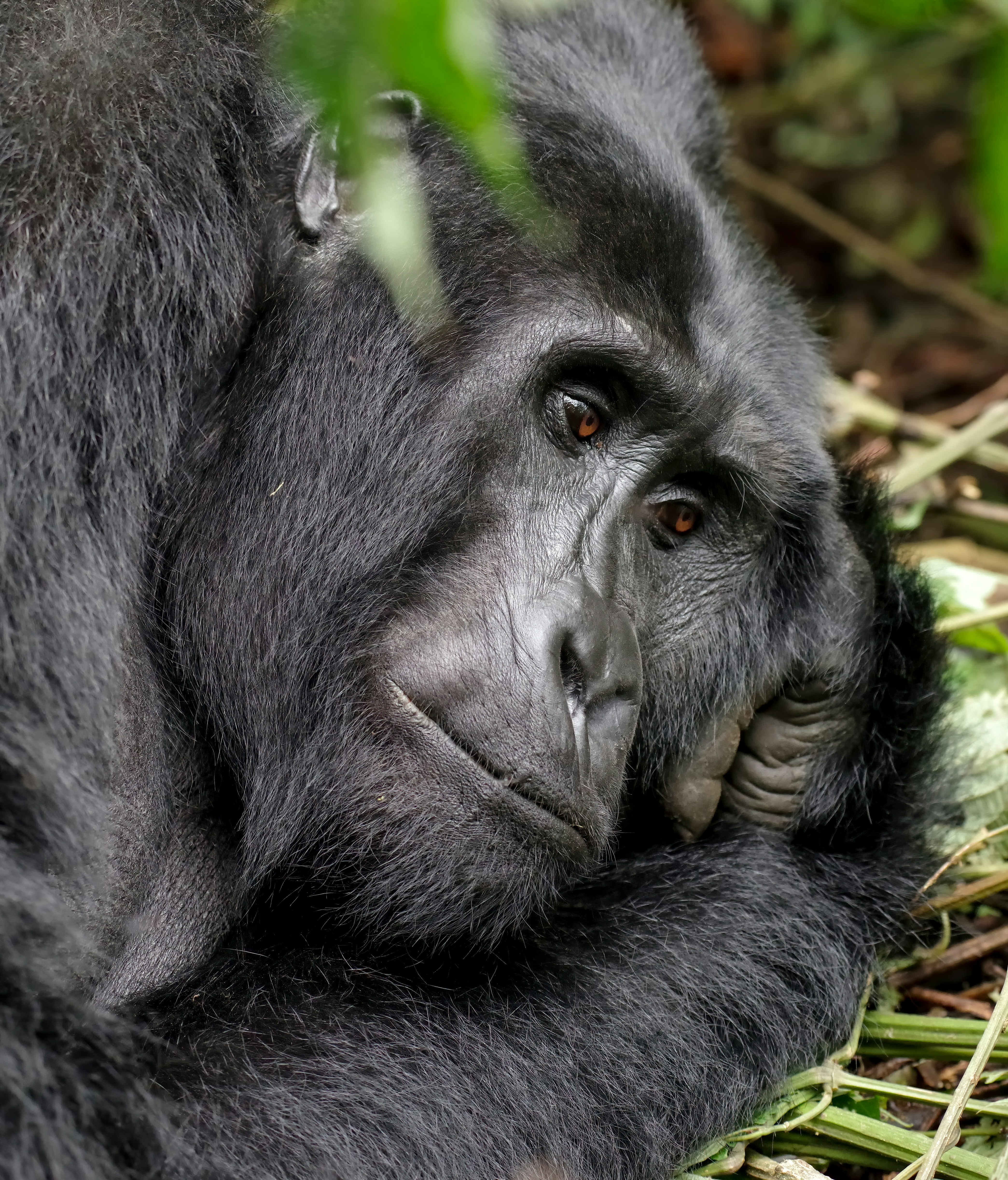 Rwanda Gorilla & Golden Monkey — Rwanda — Esiankiki Tours