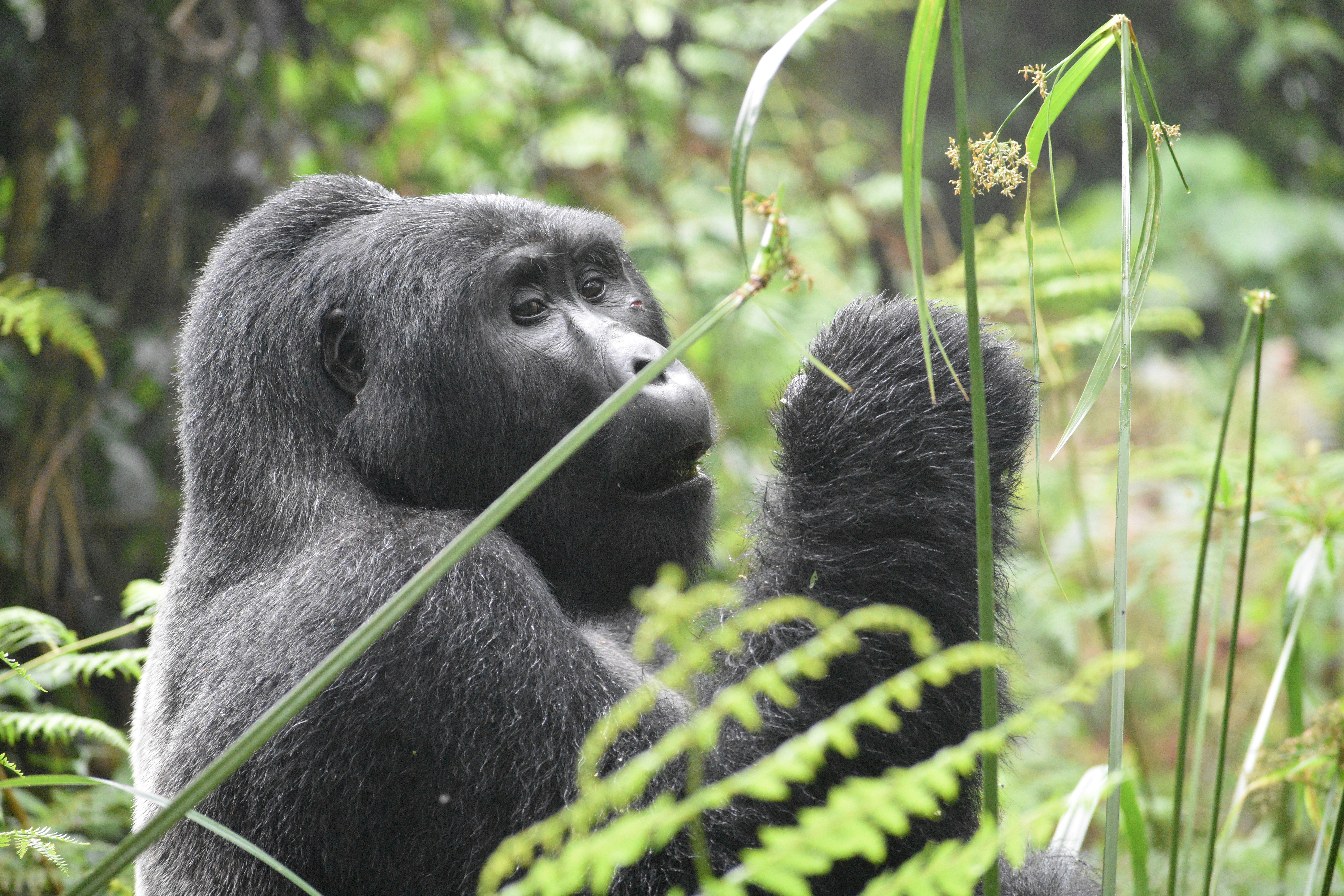 Gorilla Trekking — Mountain gorilla and golden monkey trekking in Rwanda and Uganda. — Esiankiki Tours