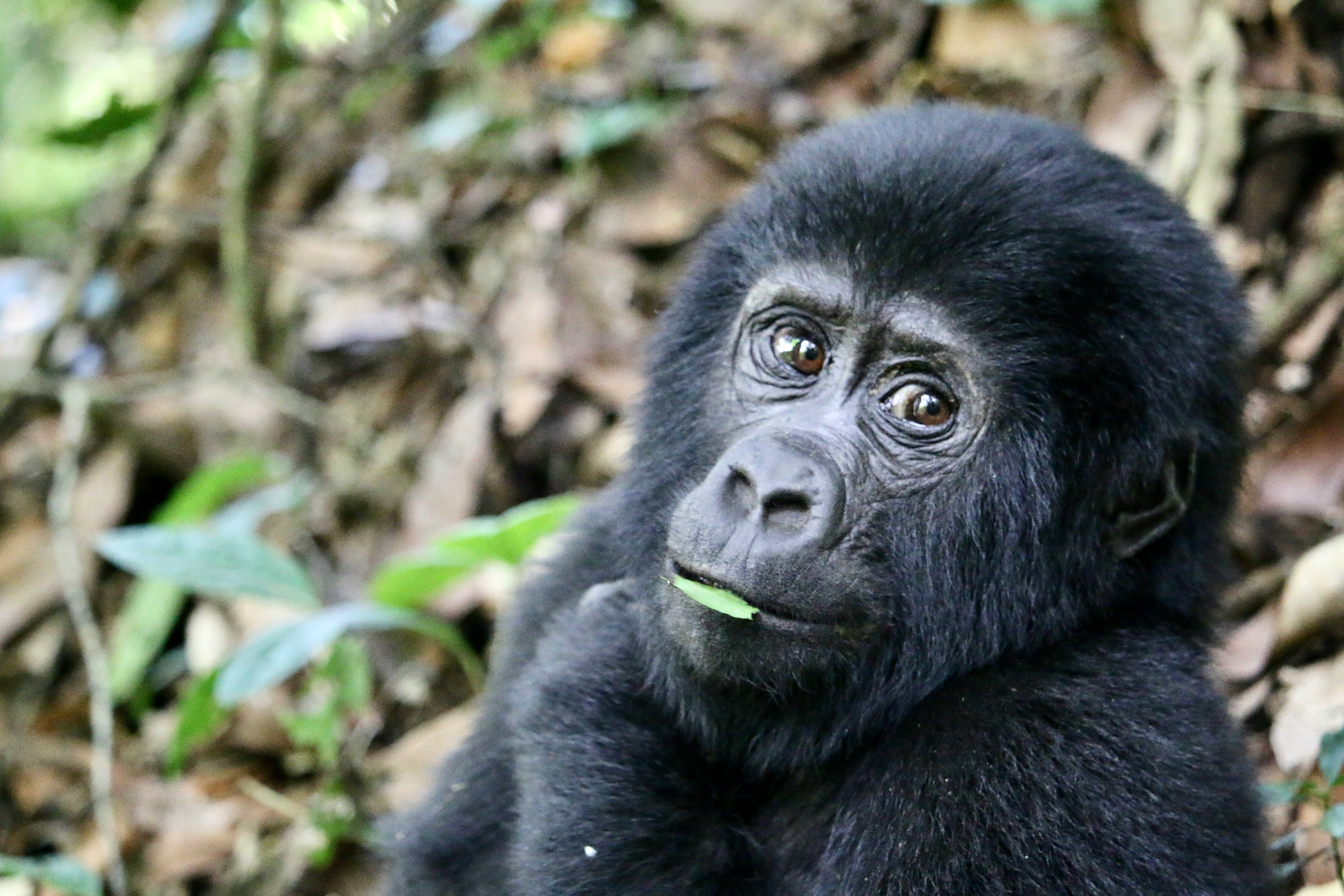 Rwanda Gorilla Trekking: What Nobody Tells You — Rwanda — Esiankiki Tours