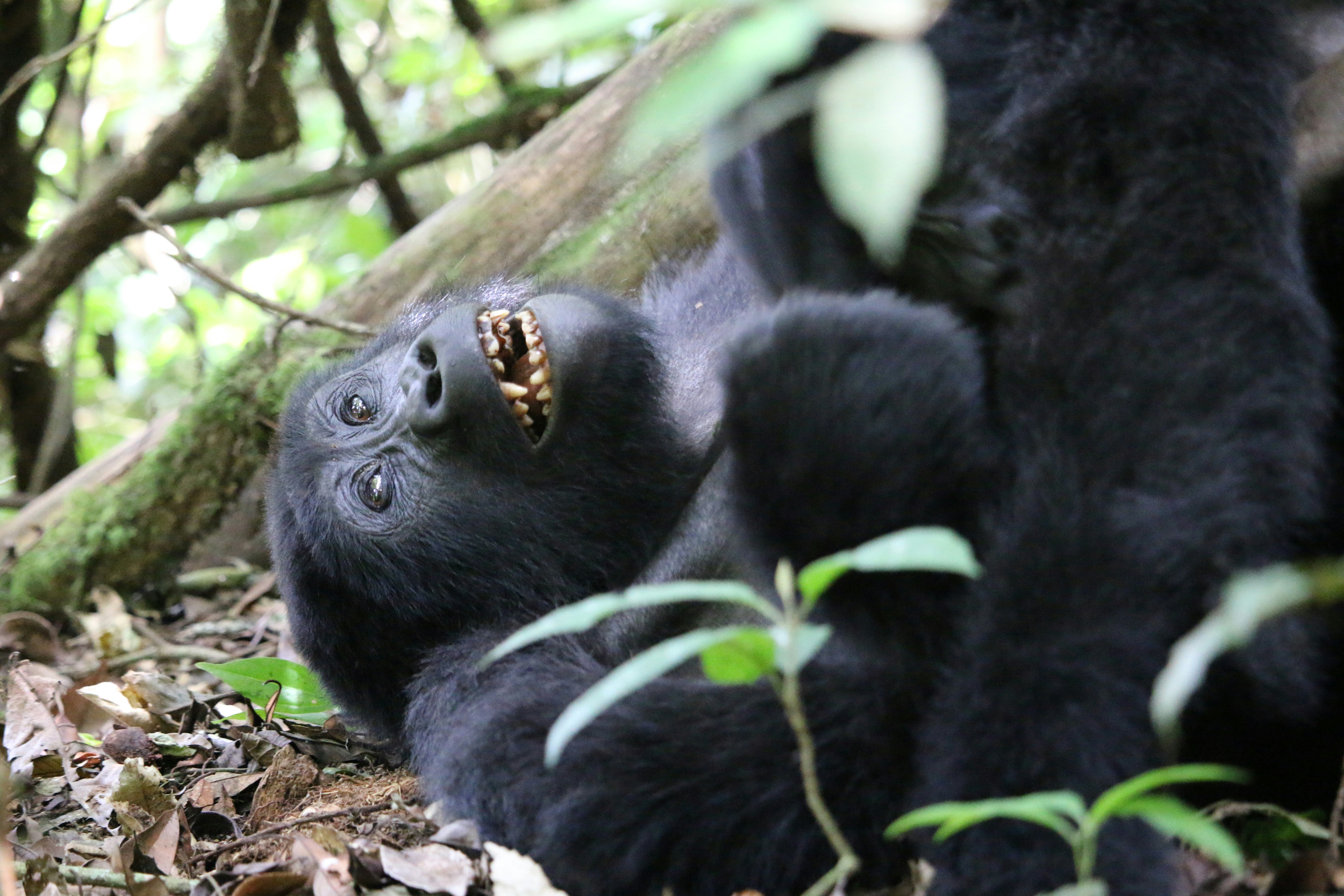 Rwanda safari — Mountain gorilla trekking in Volcanoes National Park — Esiankiki Tours