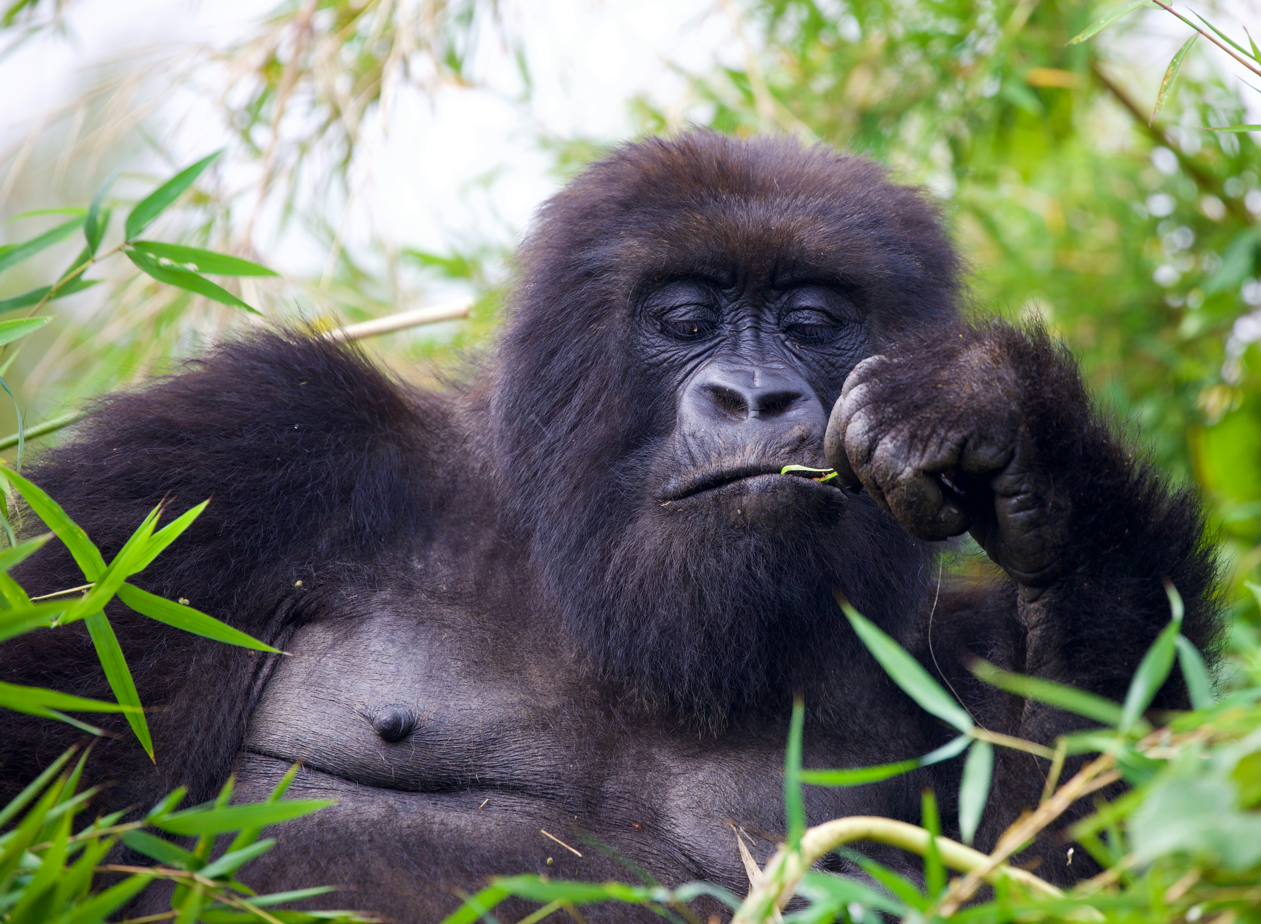Rwanda safari — Mountain gorilla trekking in Volcanoes National Park — Esiankiki Tours