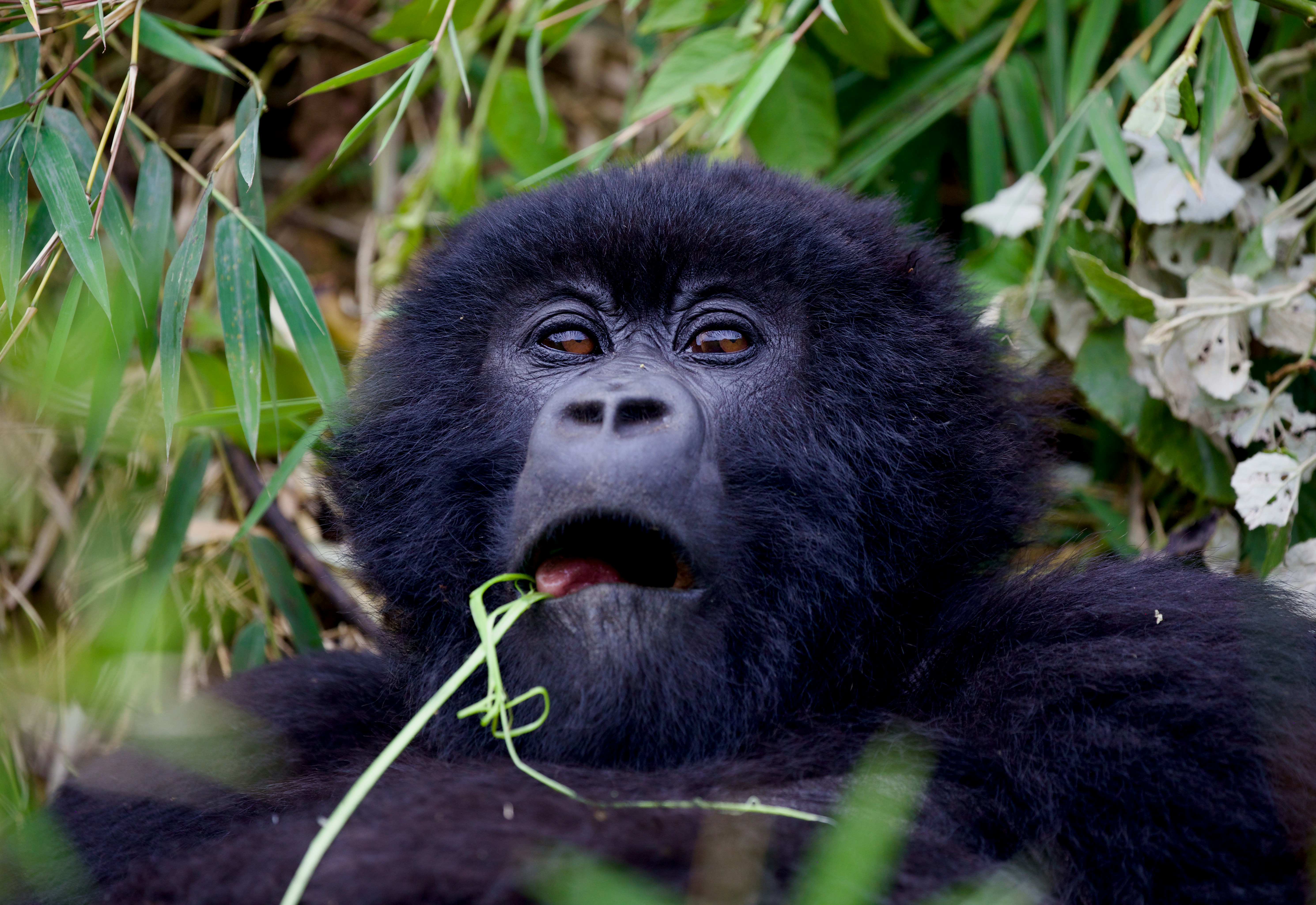 Uganda safari — Gorilla trekking in Bwindi, chimps and the Nile — Esiankiki Tours
