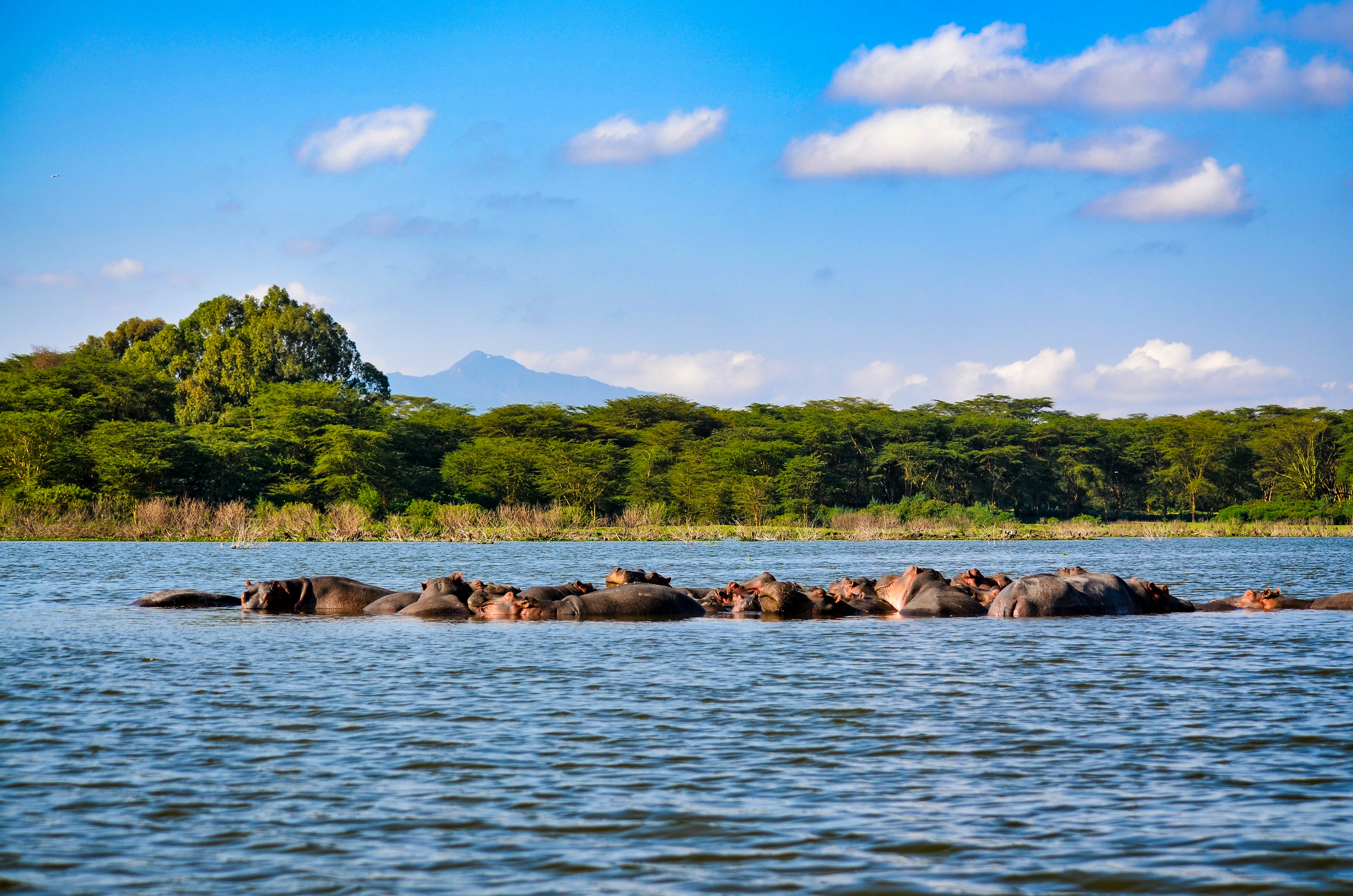 Naivasha safari — Hippos, flamingos and Hell's Gate on the Rift Valley floor — Esiankiki Tours