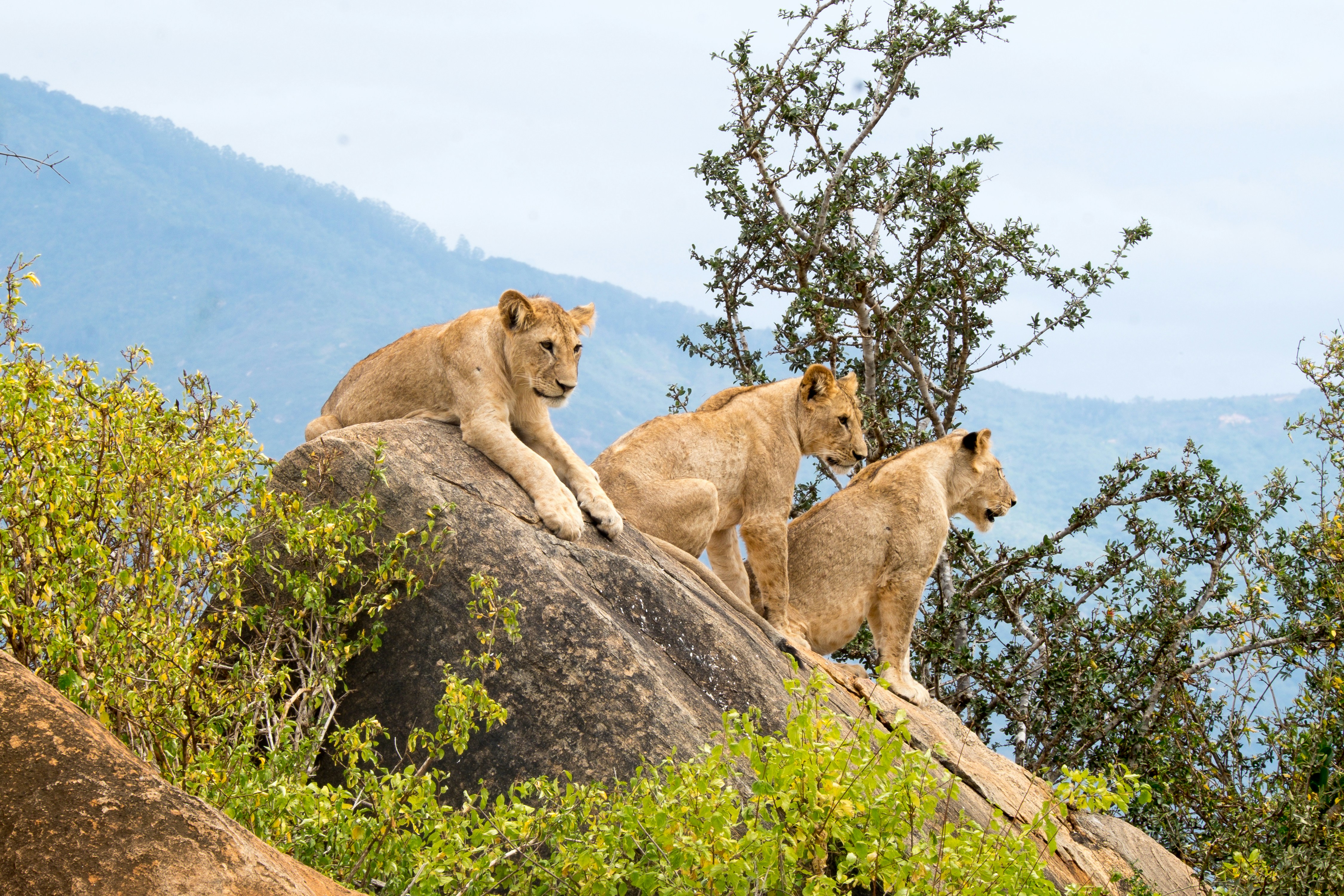 South Africa safari — Kruger, Cape Town and the Garden Route — Esiankiki Tours