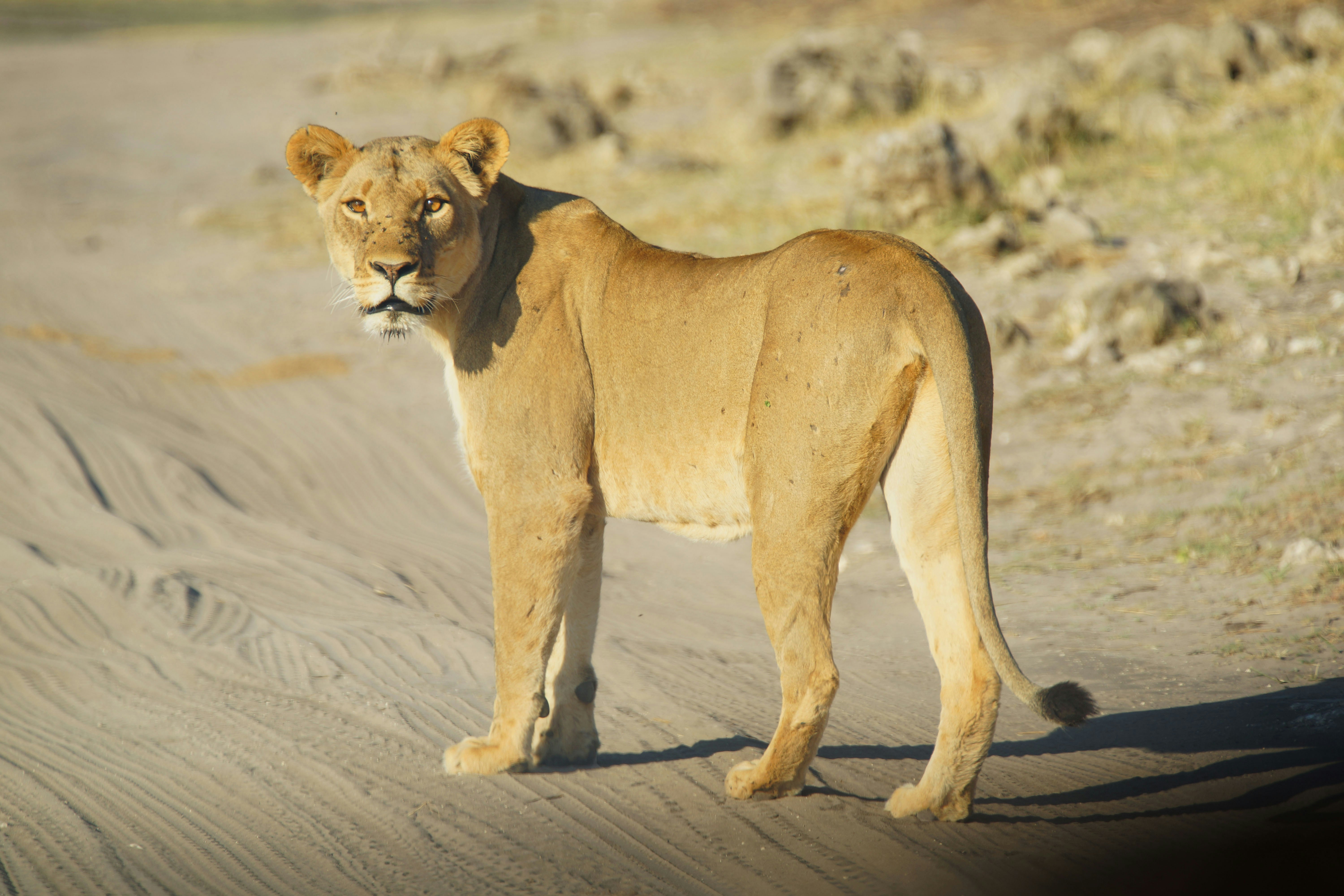 The Complete Guide to the Maasai Mara — Kenya — Esiankiki Tours