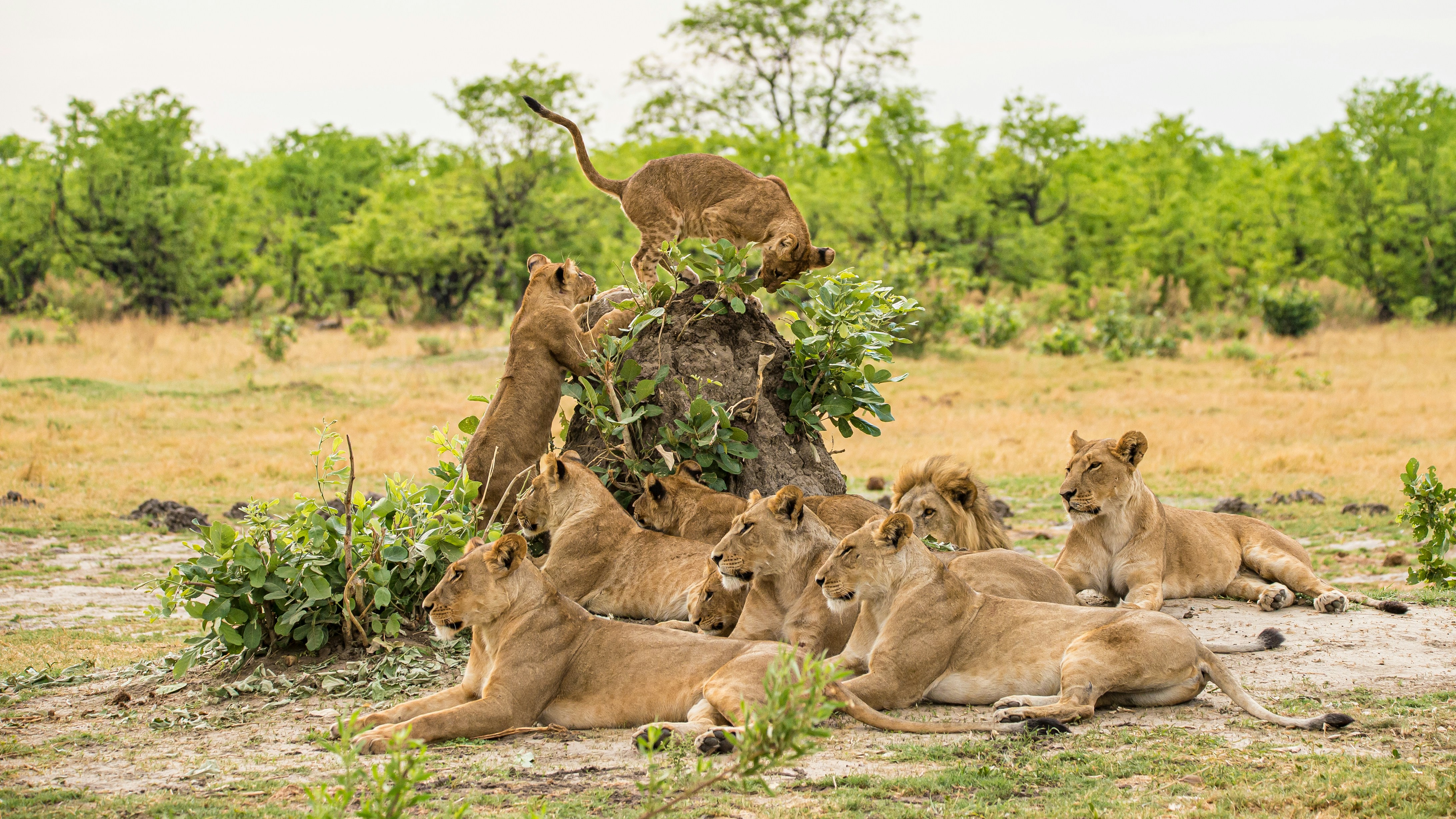 Maasai Mara safari — Kenya's greatest wildlife reserve — home of the Great Migration — Esiankiki Tours