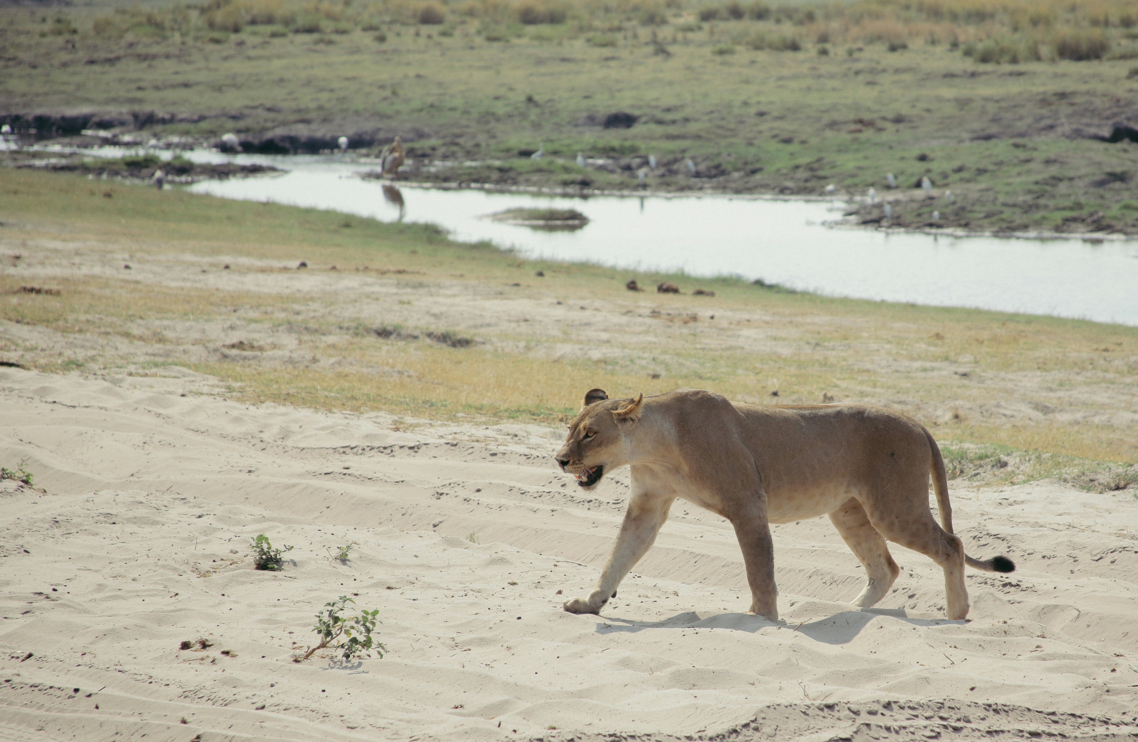 South Africa safari — Kruger, Cape Town and the Garden Route — Esiankiki Tours
