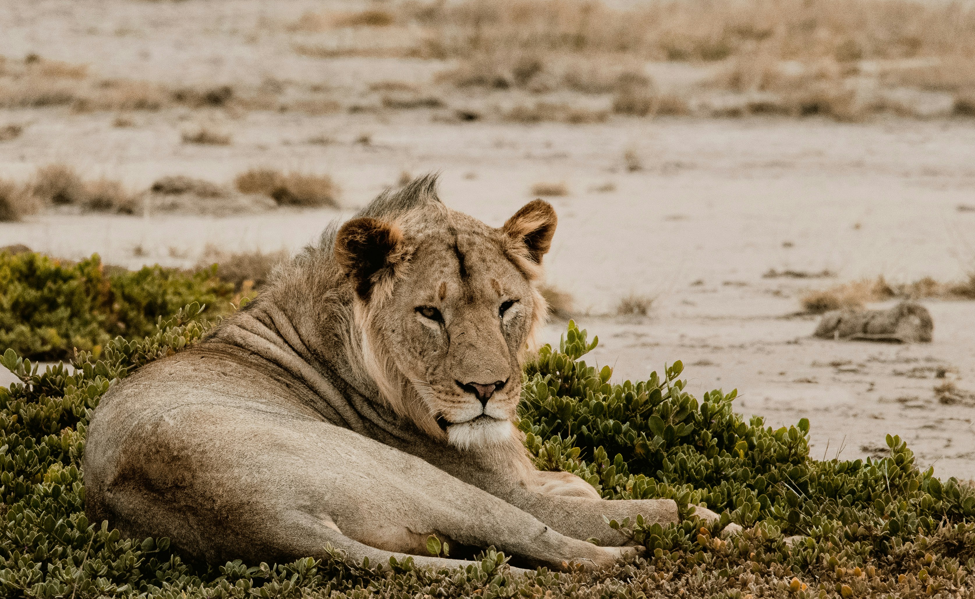 Kenya safari — Esiankiki Tours