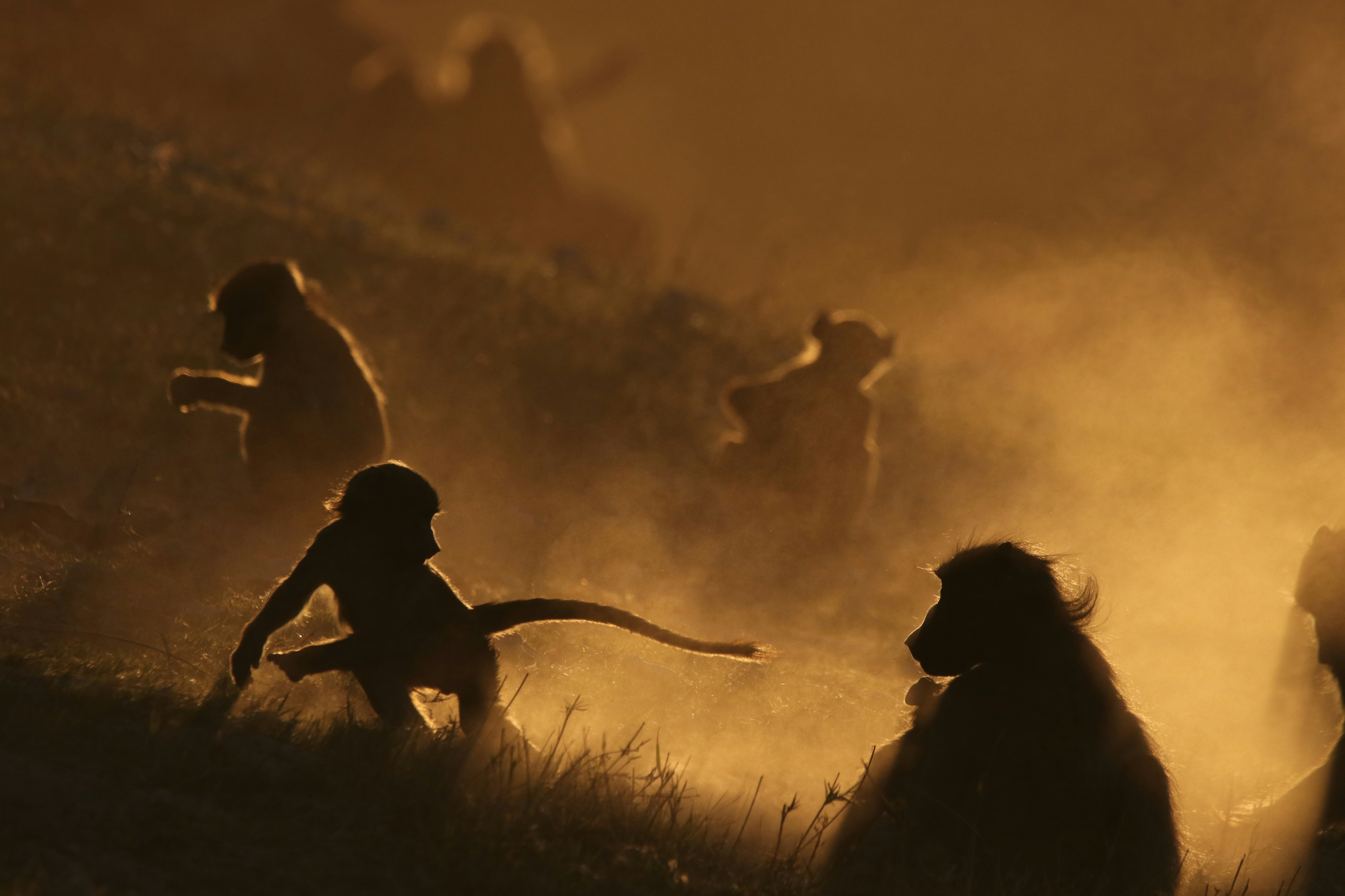 Maasai Mara safari — Kenya's greatest wildlife reserve — home of the Great Migration — Esiankiki Tours